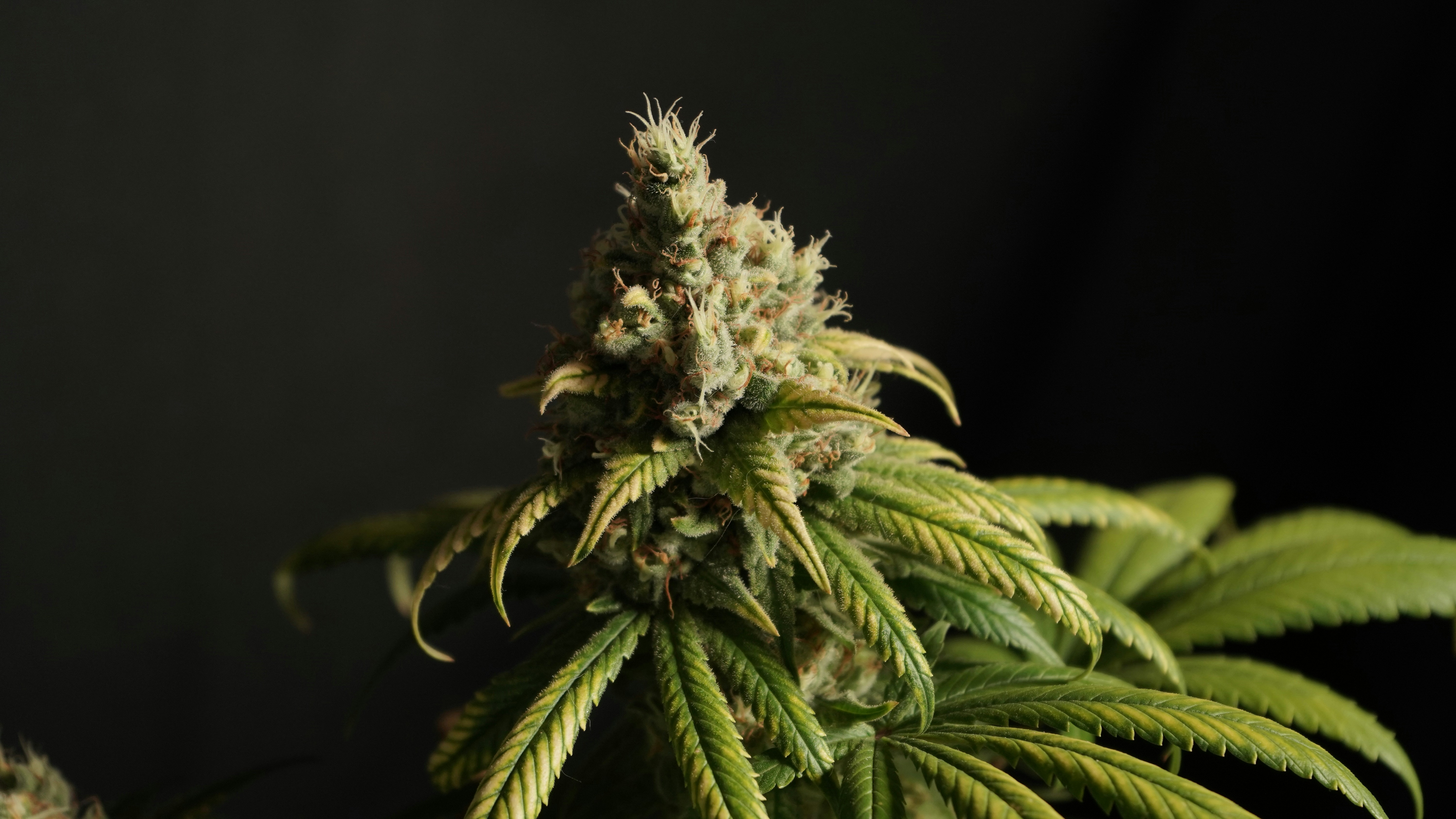 Un capullo de cannabis en flor con hojas verdes sobre un fondo oscuro