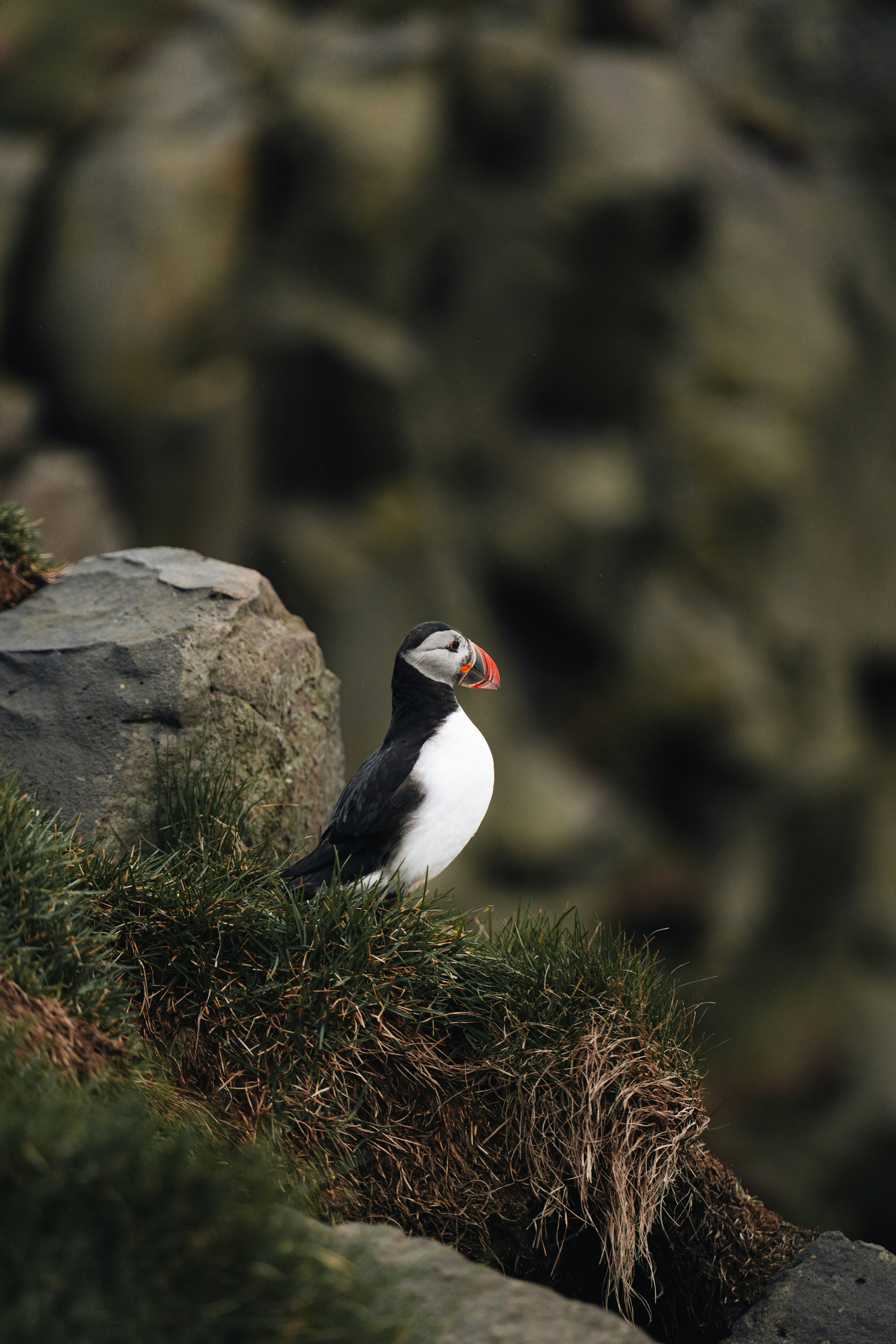 An Atlantic puffin with a colorful beak on a grassy cliff edge
