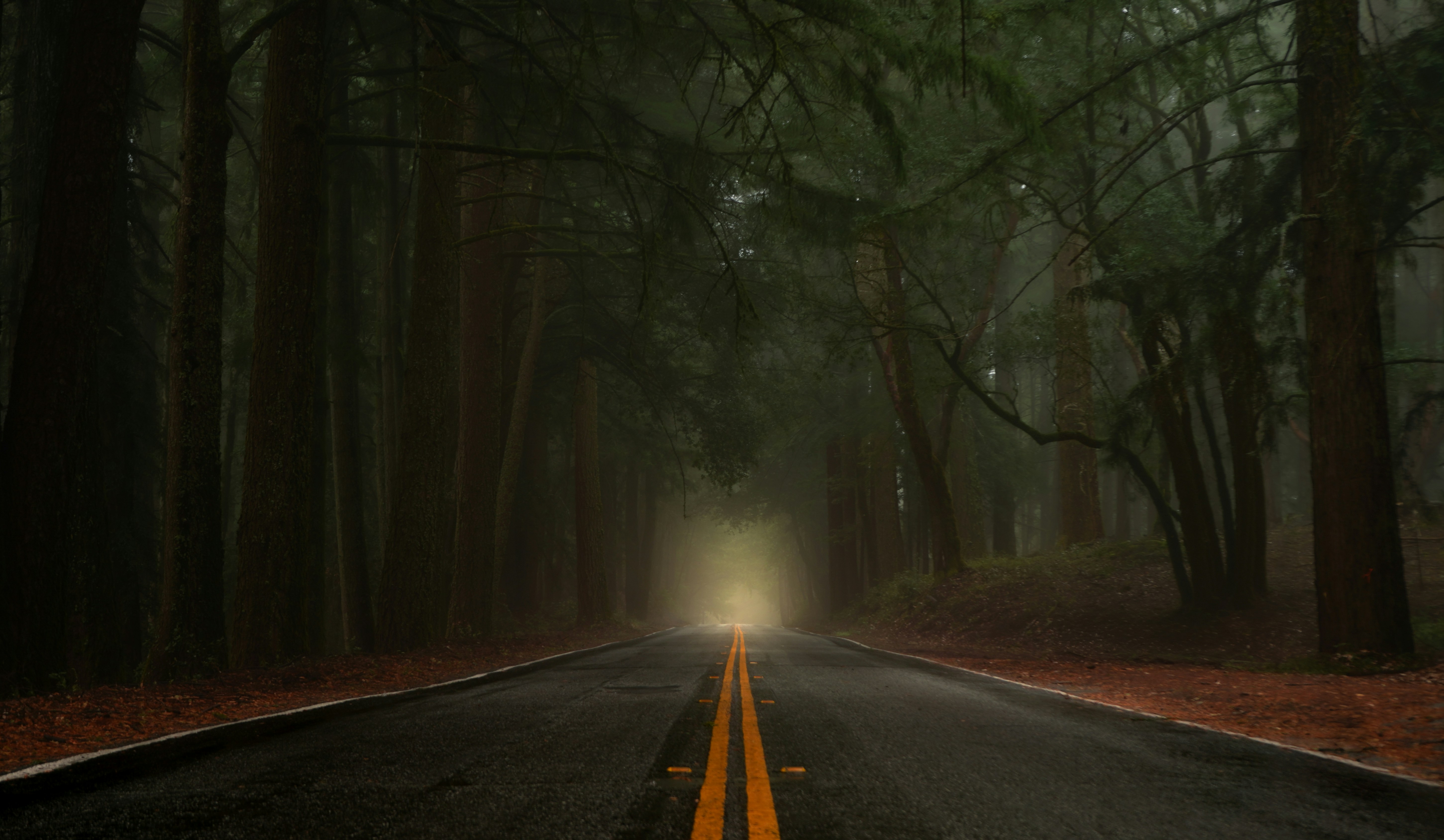 A paved road with yellow lines through a dense forest filled with thick fog