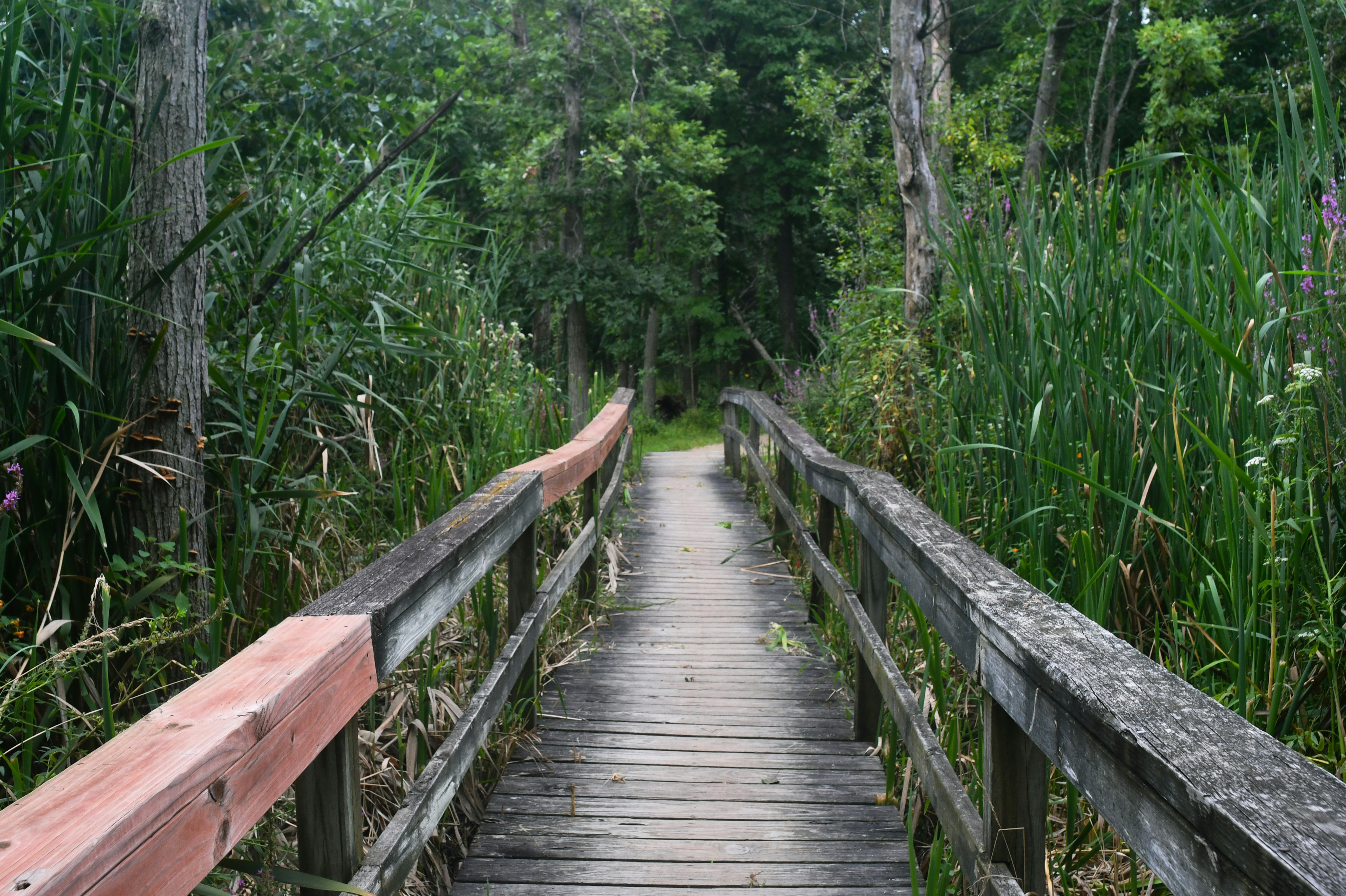 Wooden footbridge leading into dense green reeds