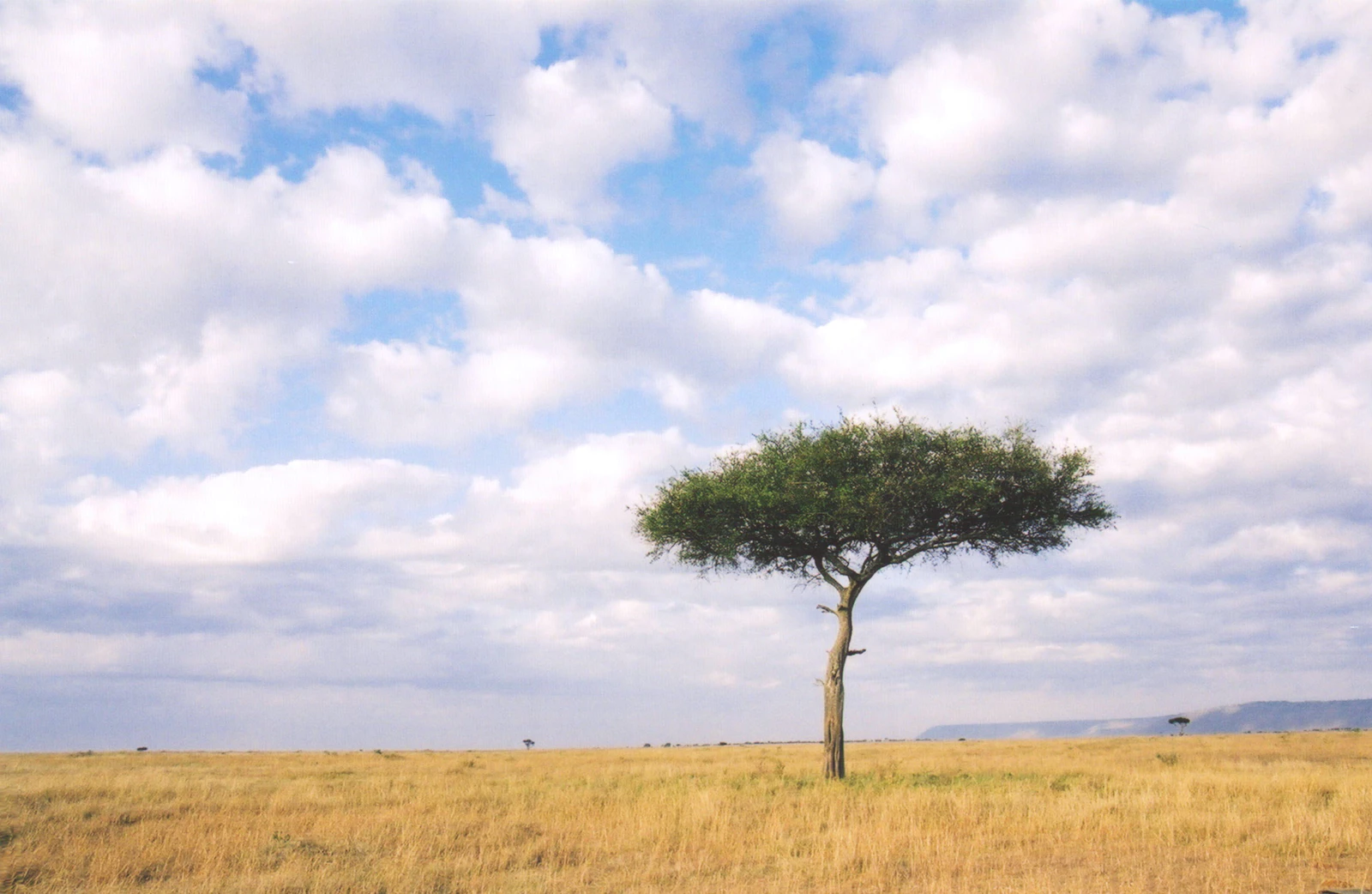 Landscape of Serengeti