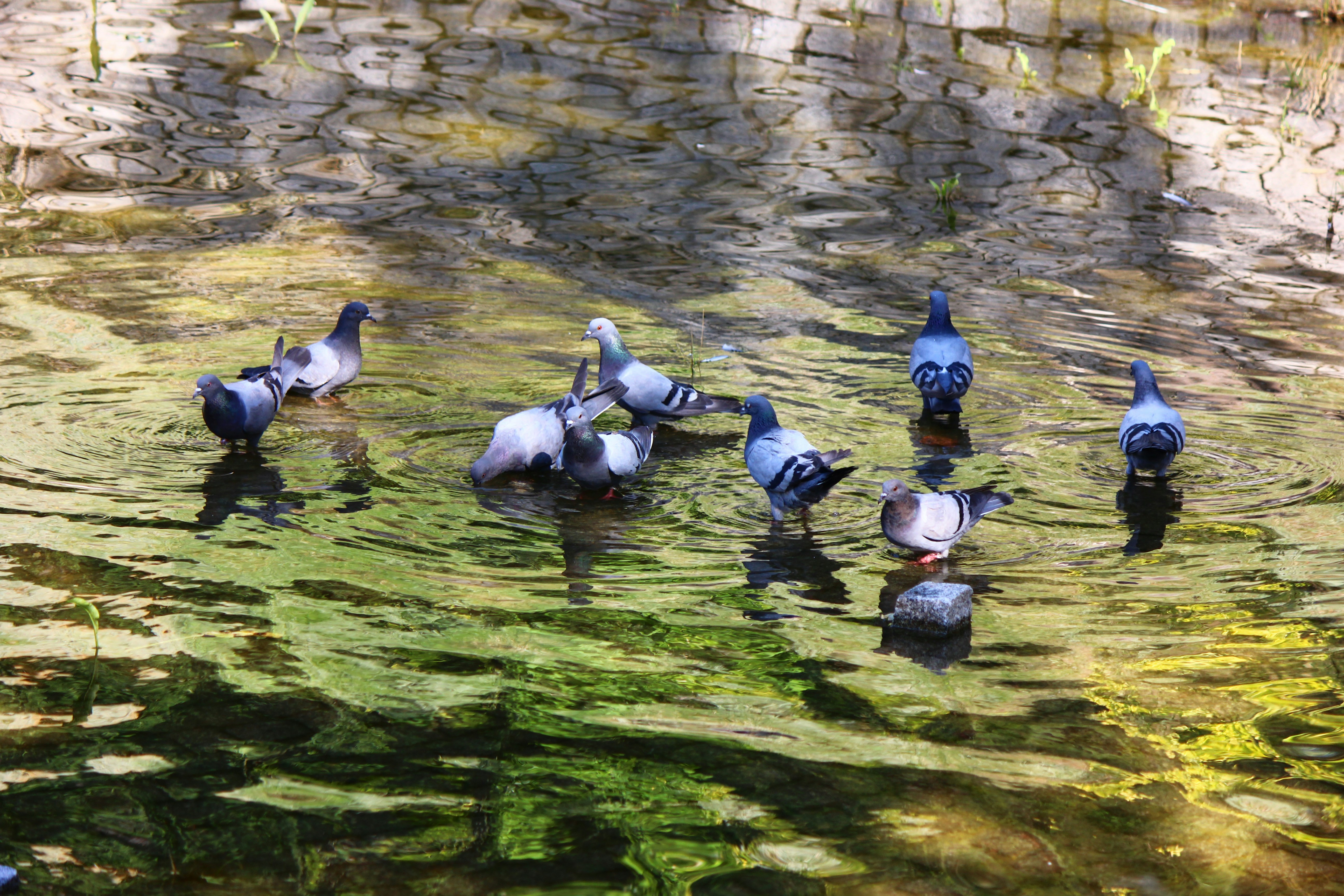Eine Gruppe Tauben, die in flachem, wellendem Wasser mit grünen Reflexionen waten