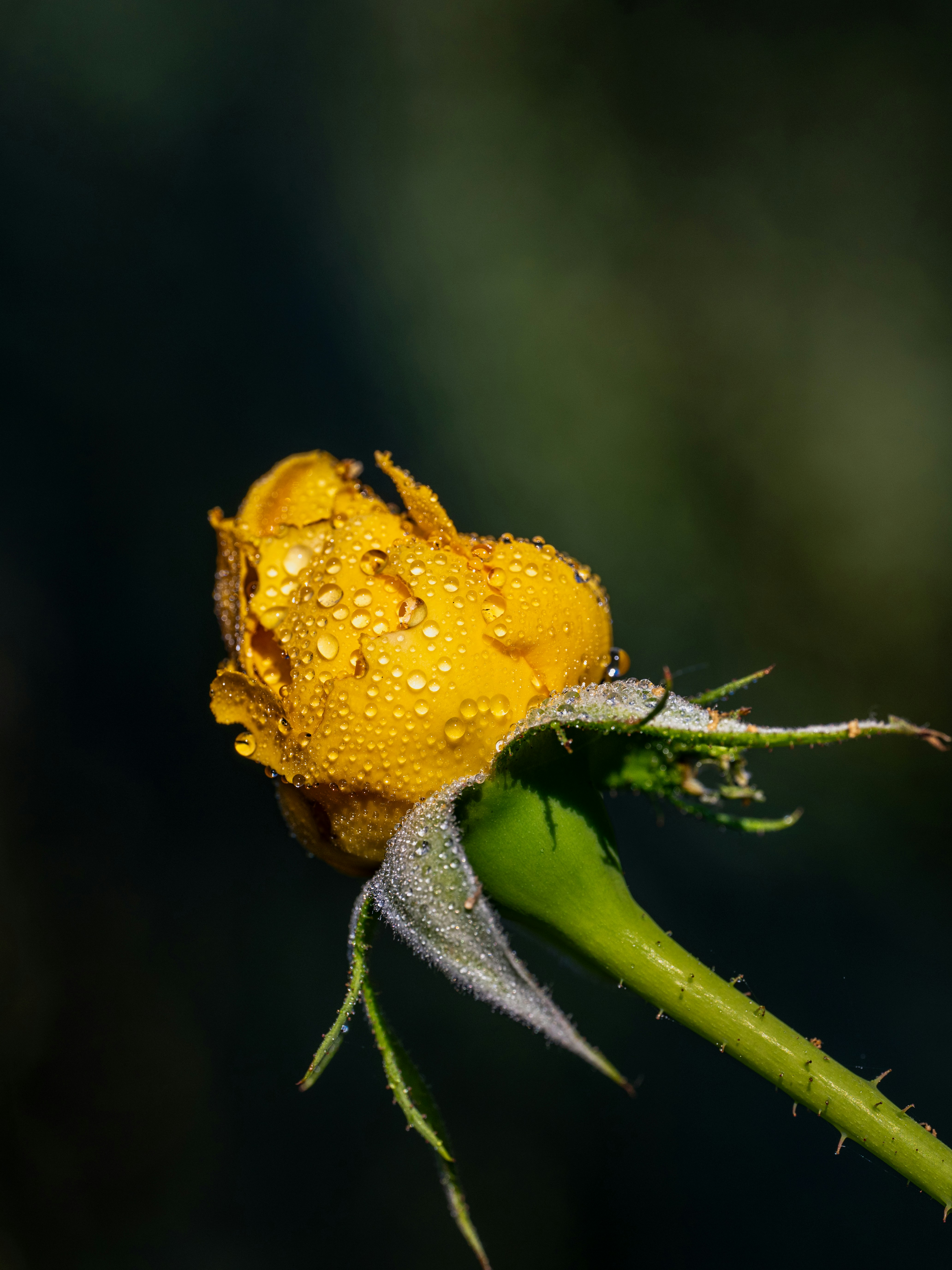 A yellow rosebud covered in water droplets against a dark blurred background