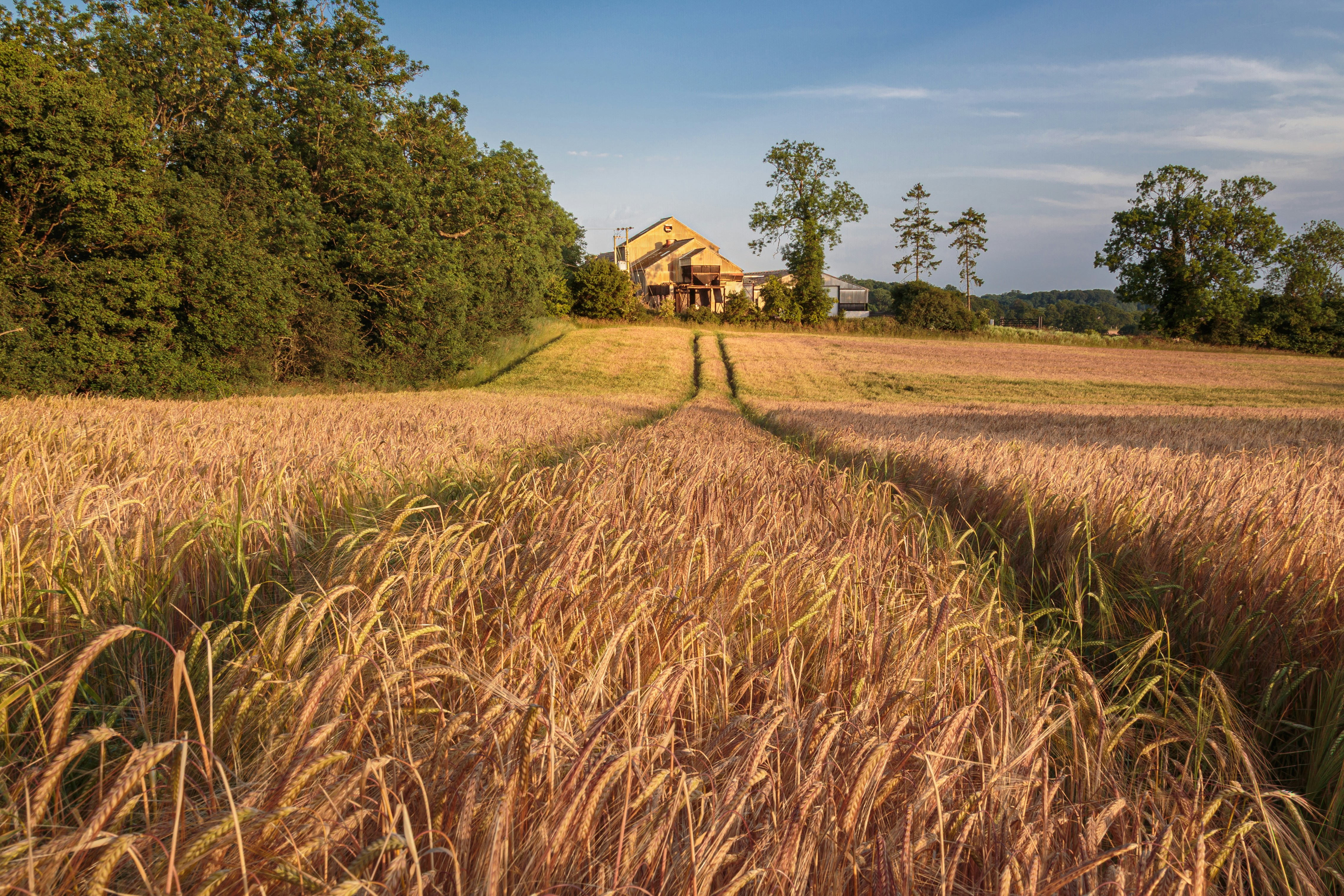 A golden wheat field with a tractor path leading toward a distant farmhouse