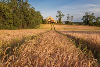 A golden wheat field with a tractor path leading toward a distant farmhouse