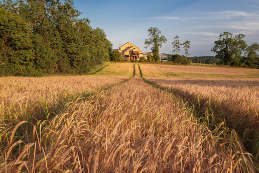 A golden wheat field with a tractor path leading toward a distant farmhouse
