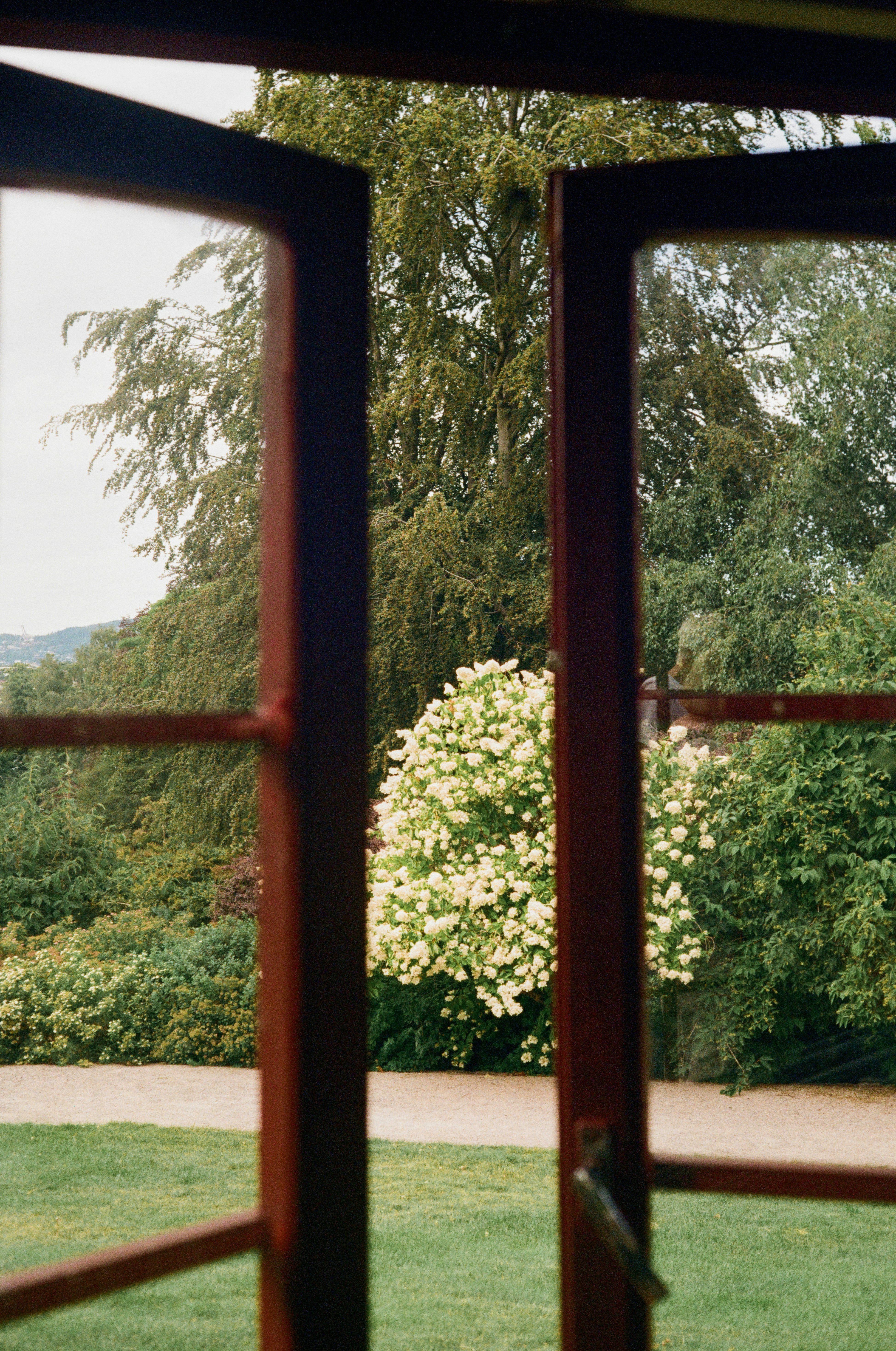 A view through an open window of a garden with a flowering white bush - 相关推荐