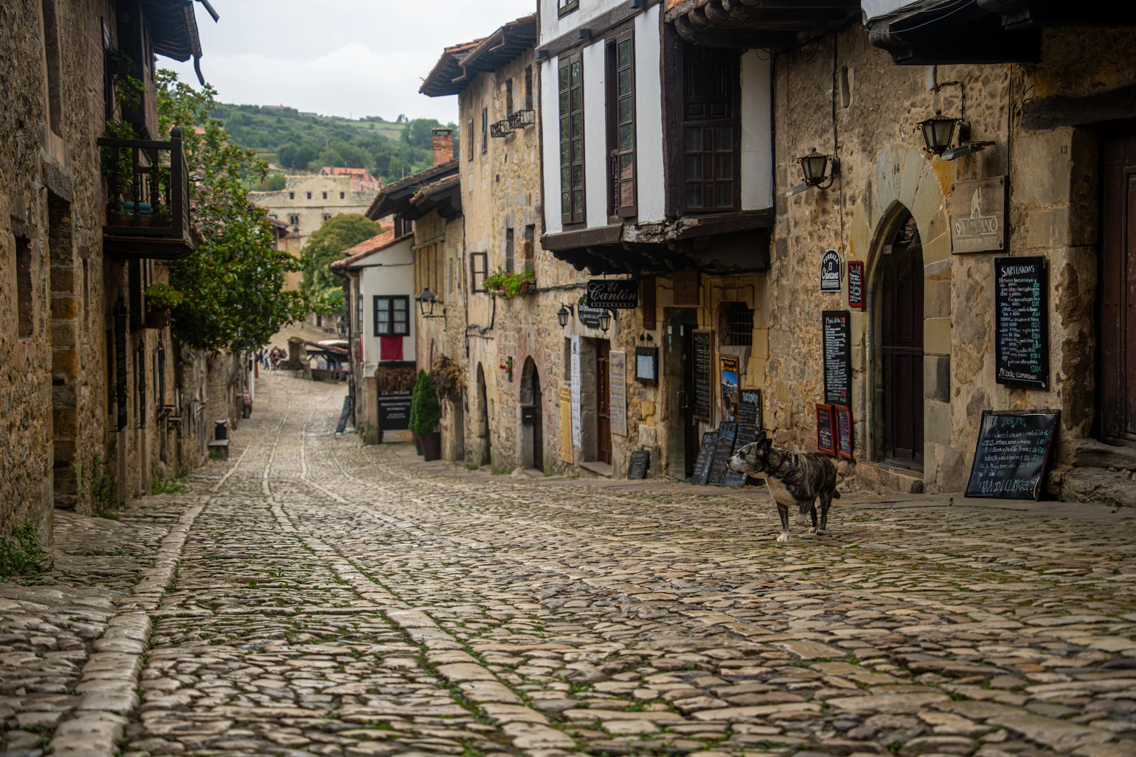 Perro atigrado caminando por una calle adoquinada de un casco histórico