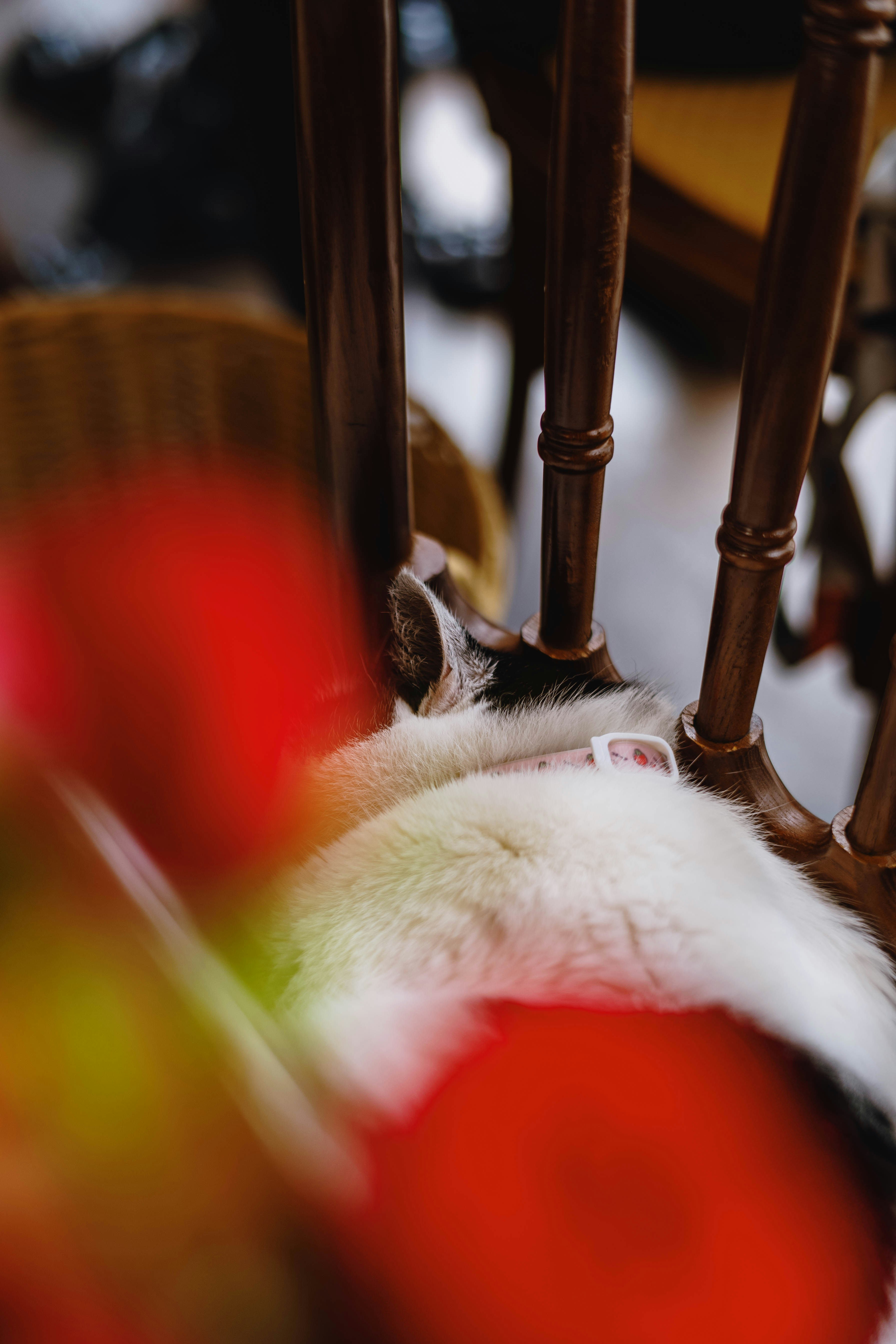 A black and white cat sleeping on a wooden chair with a pink collar