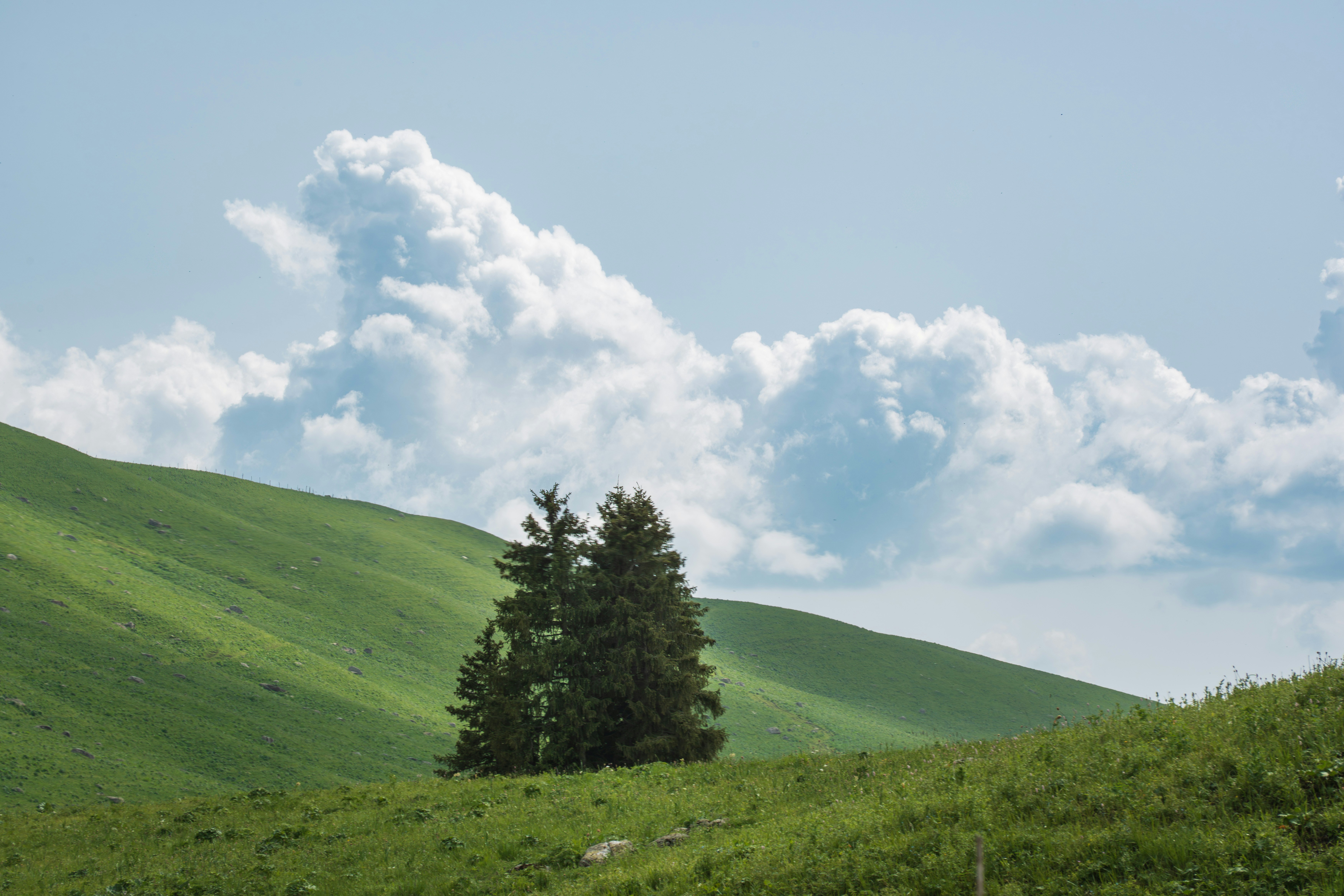 A small cluster of evergreen trees on a green hillside under fluffy clouds