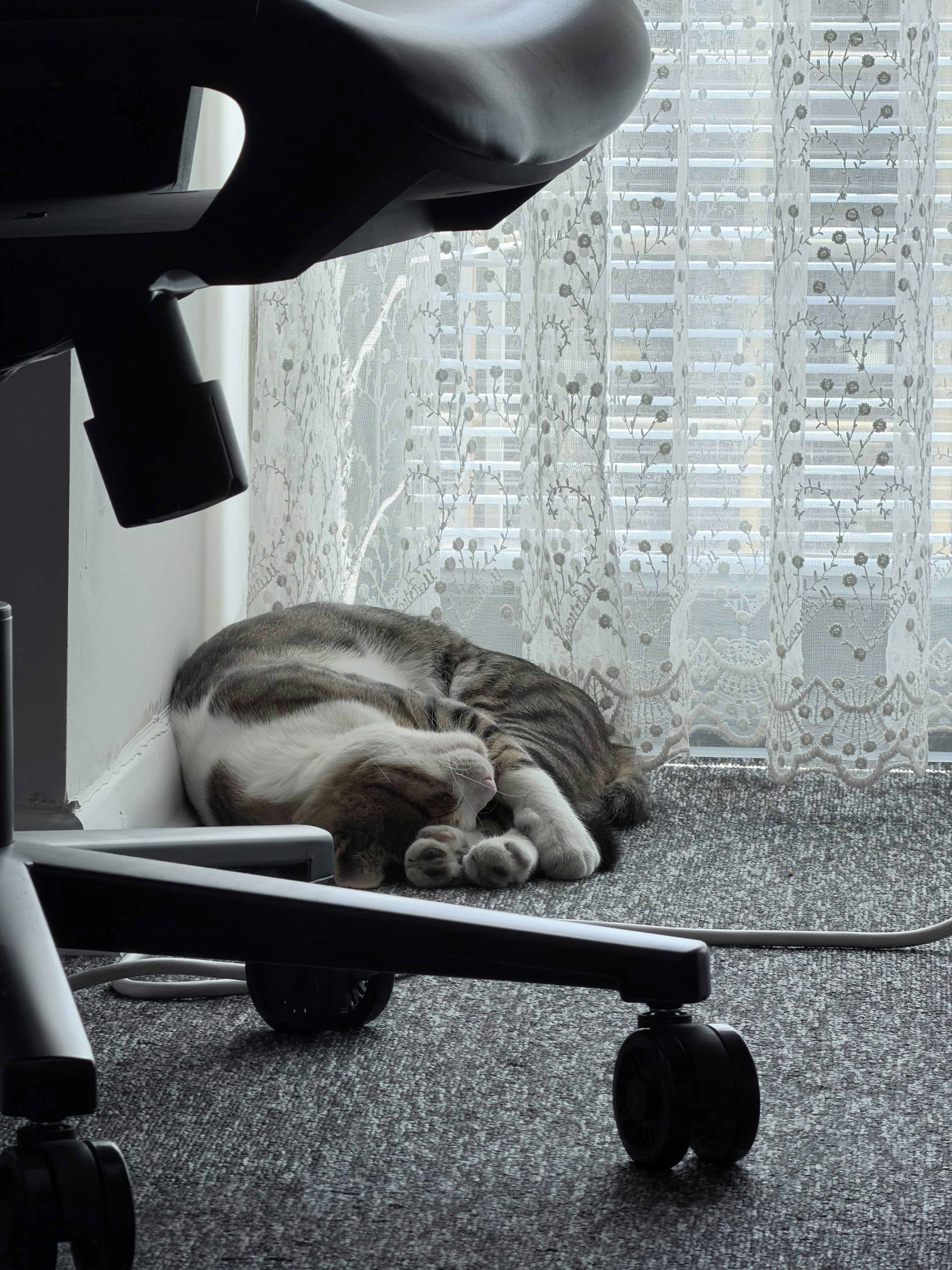 Tabby and white cat sleeping - Free Photo on Unsplash