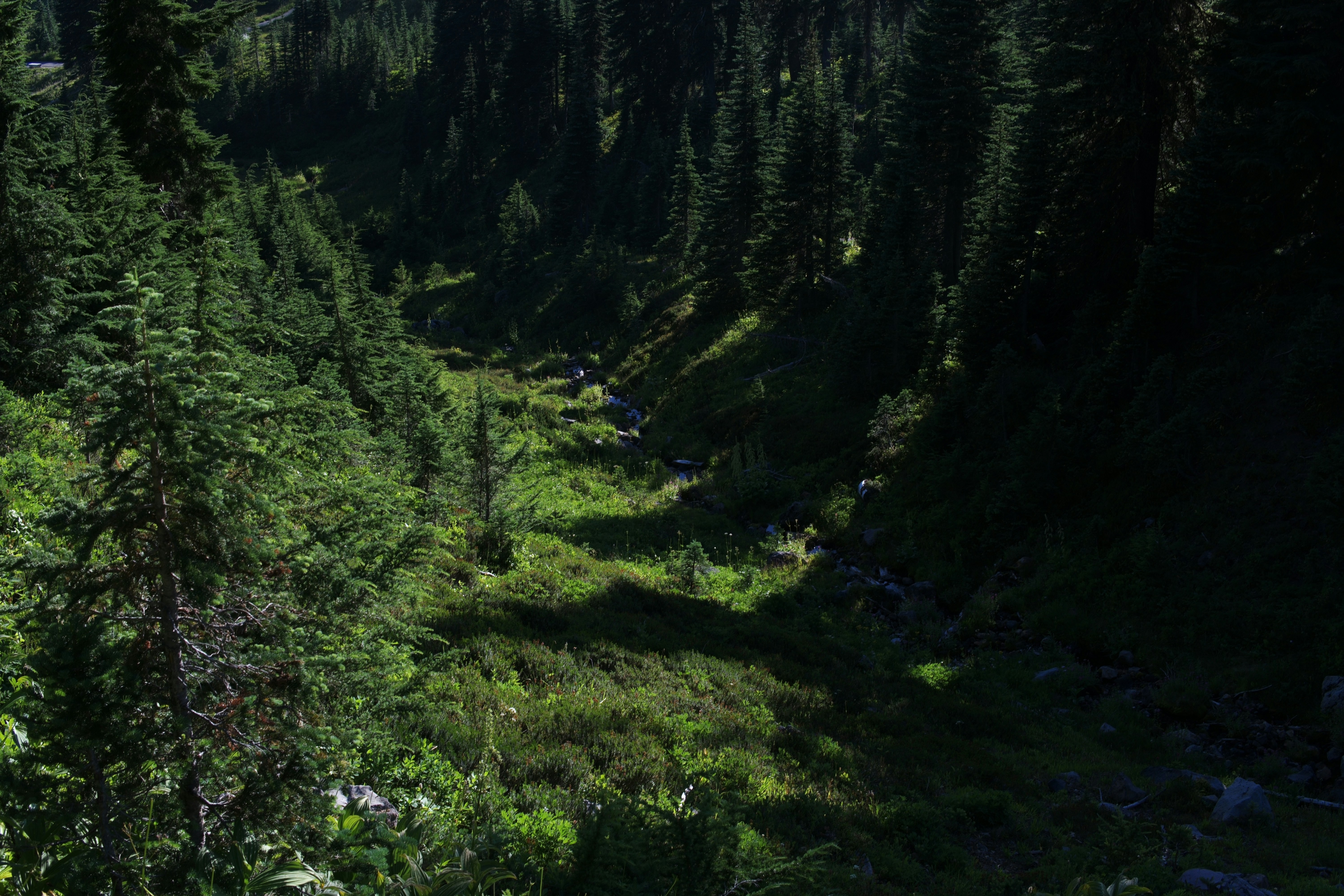 Wanderpfad durch dichten Bergwald