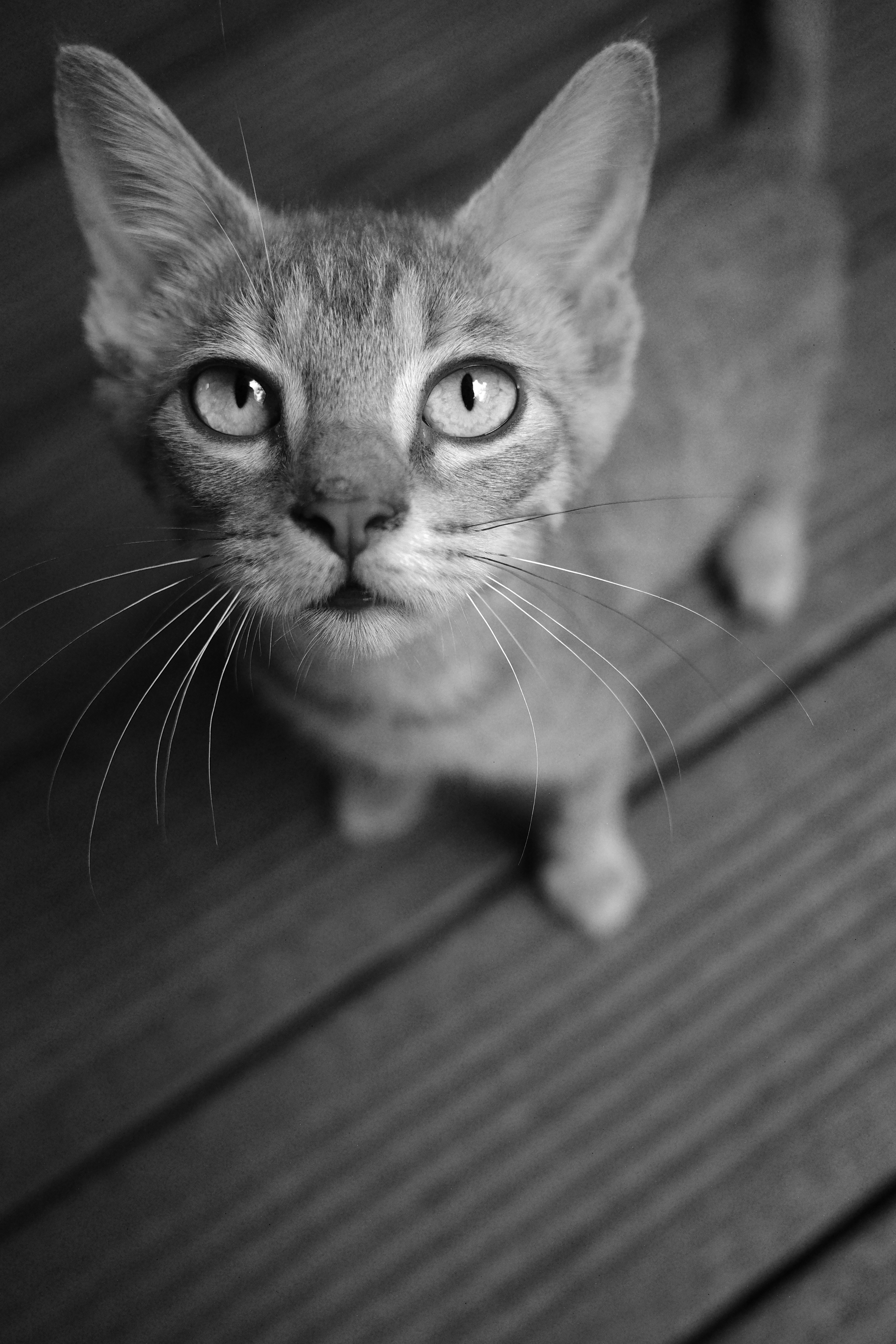 A black and white close-up of a cat looking up from wooden decking