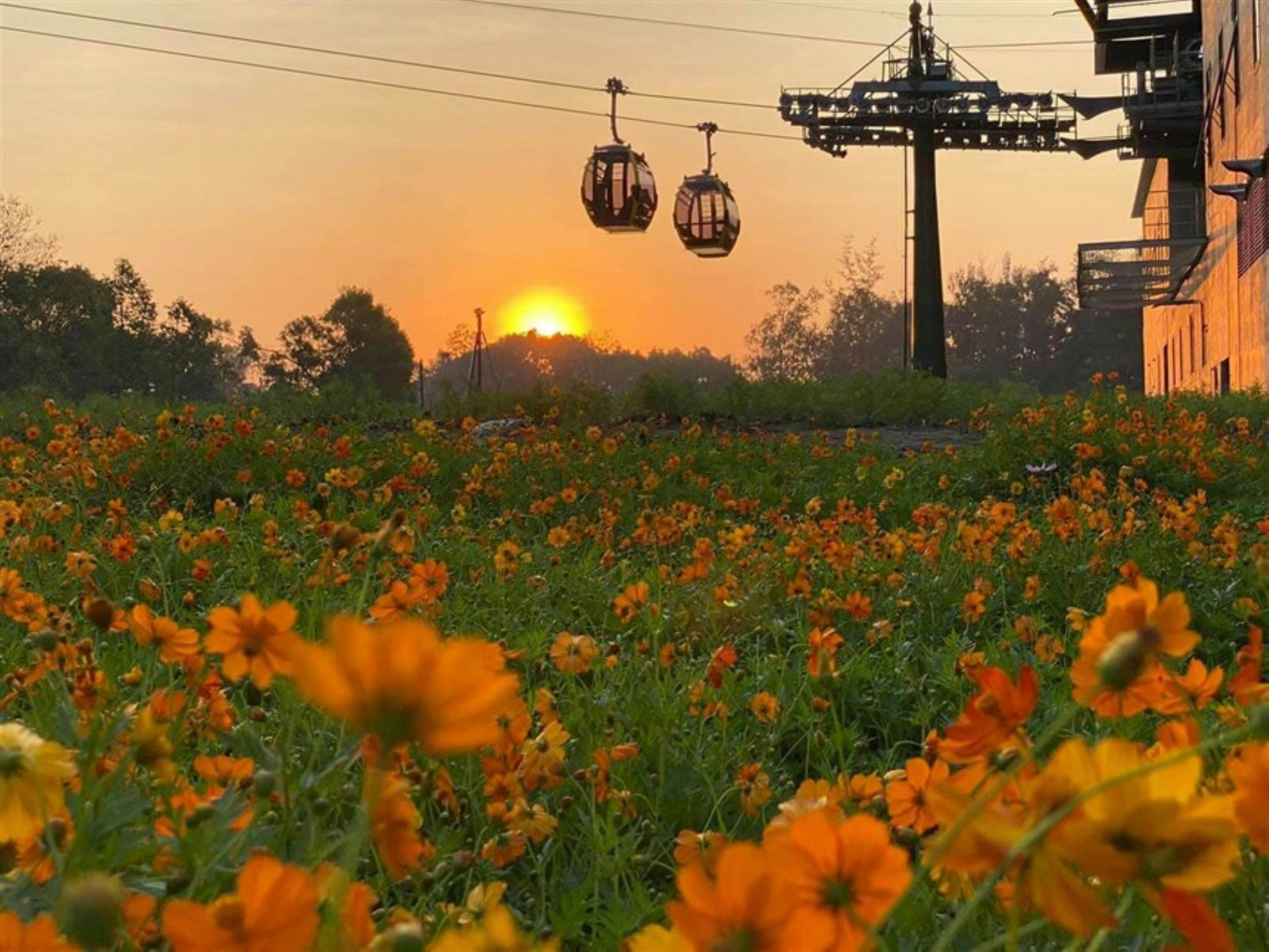 Two cable cars moving above a field of orange cosmos flowers at low sun