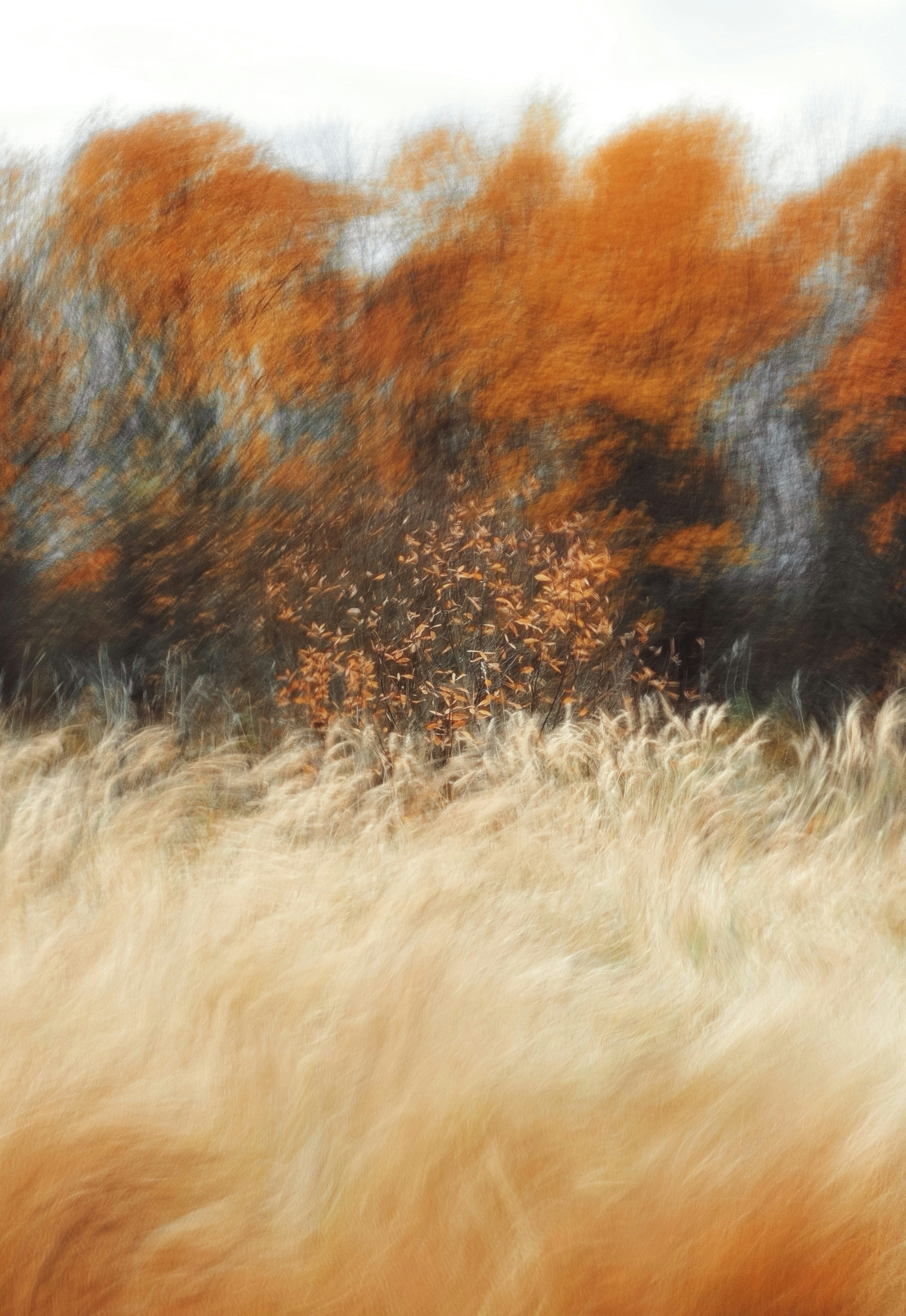 Motion blurred orange autumn trees behind a field of tall golden grass - 相关推荐