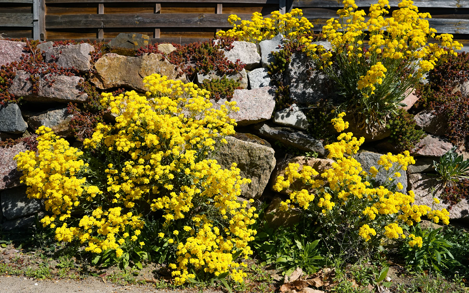 Mounds of yellow flowers spilling over a stacked stone garden wall