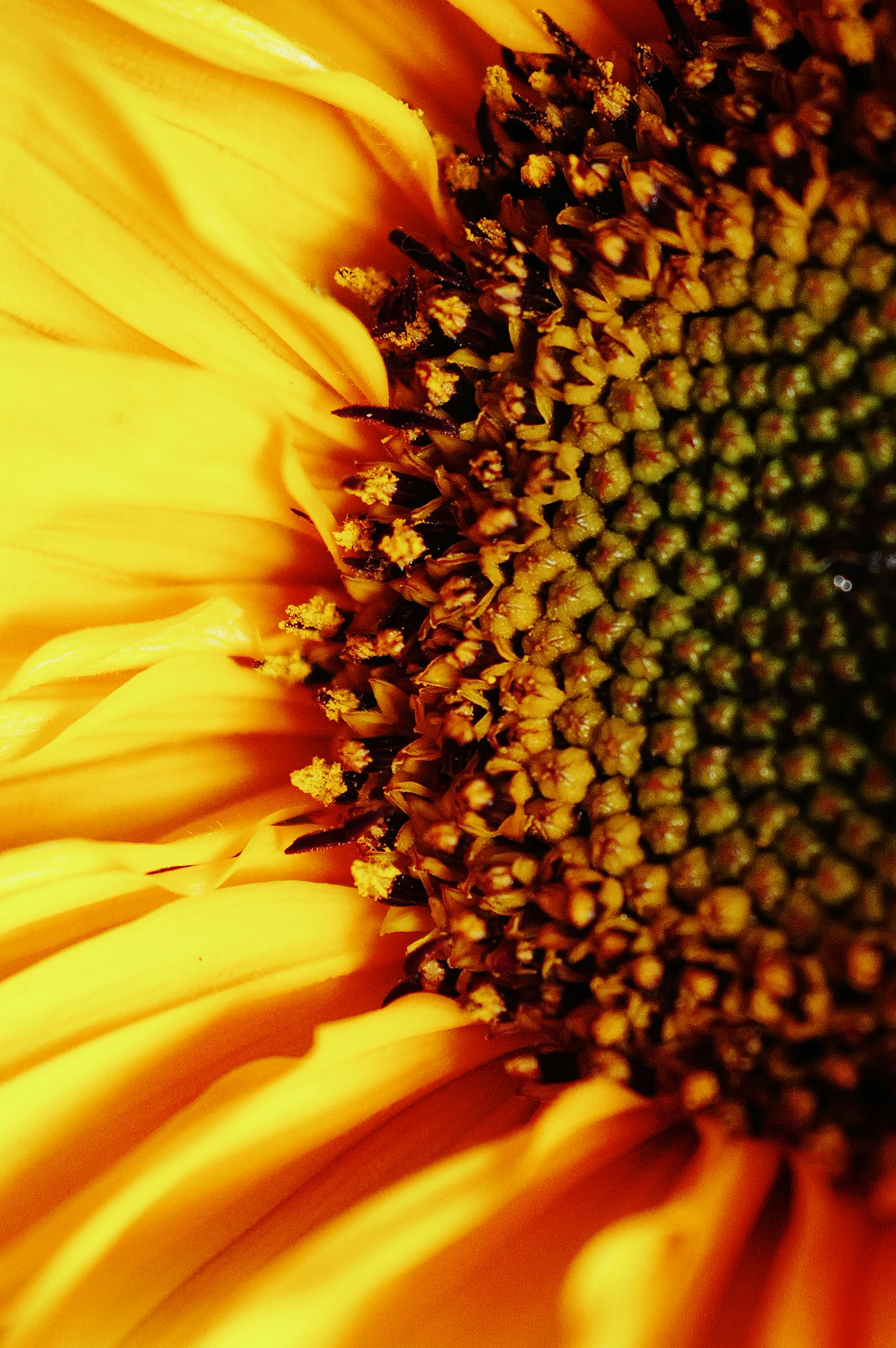Macro view of bright yellow sunflower petals and a dark textured center