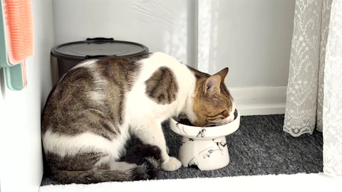 Gato comendo num comedouro elevado