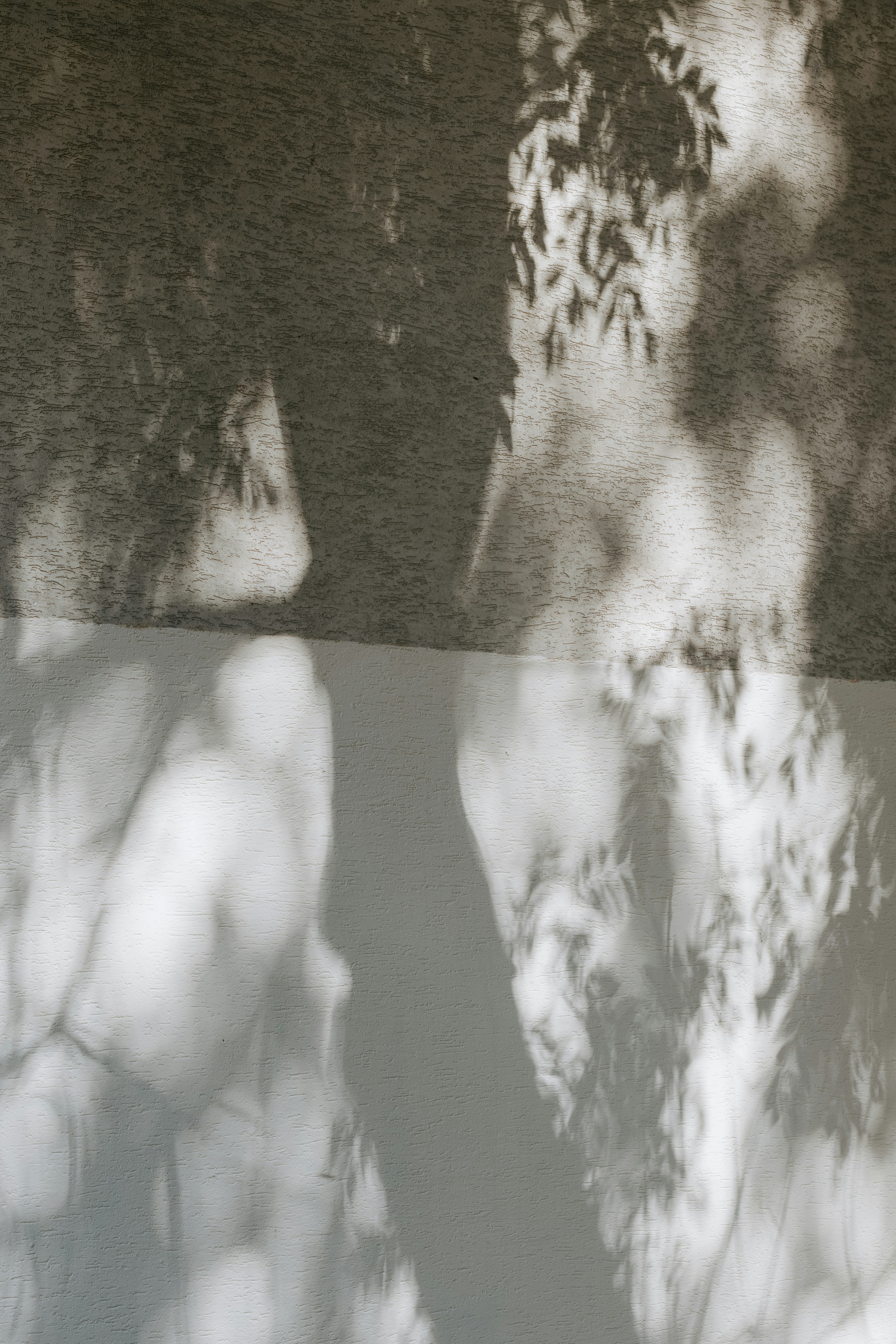 Tree leaf shadows cast on a textured wall with a horizontal dividing line