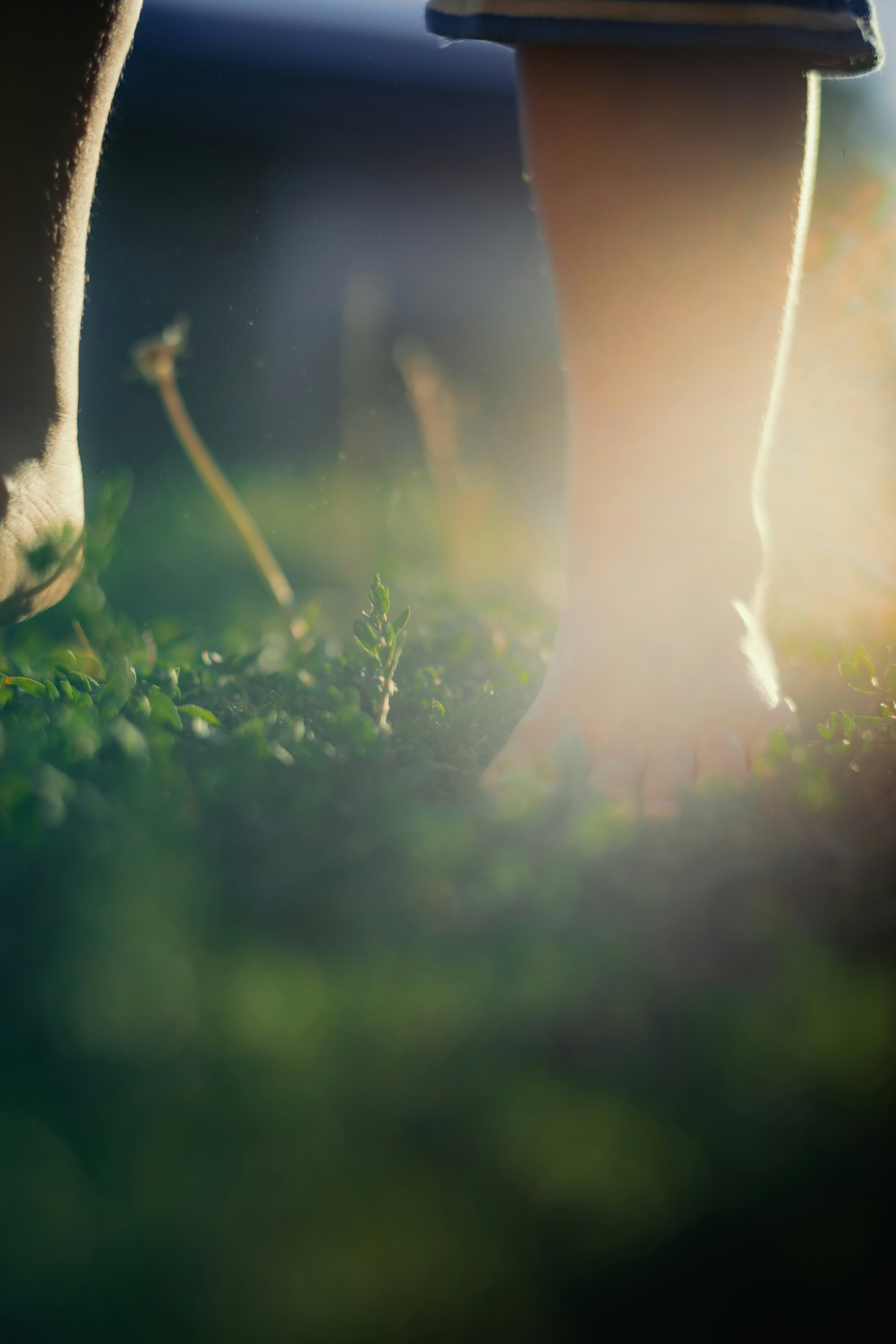 Bare feet walking on green grass in the warm glow of low sun