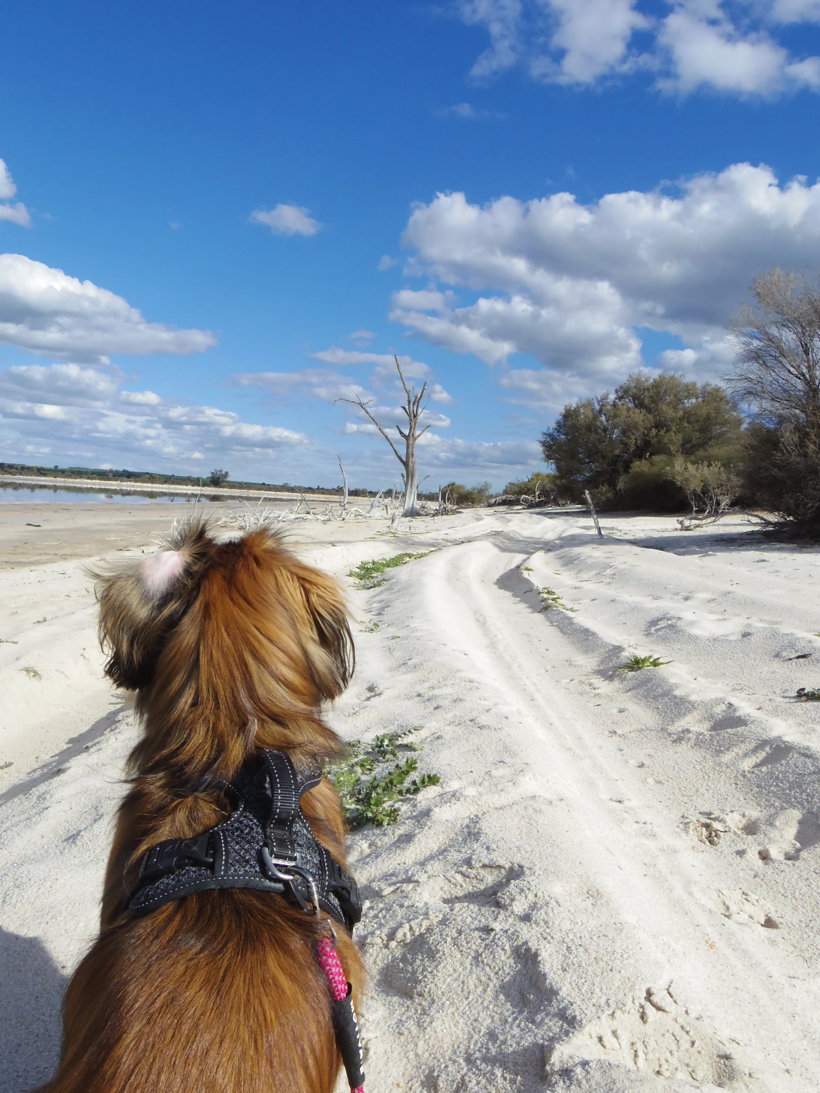 Perro con arnés atado caminando por un sendero de tierra compactada entre vegetación