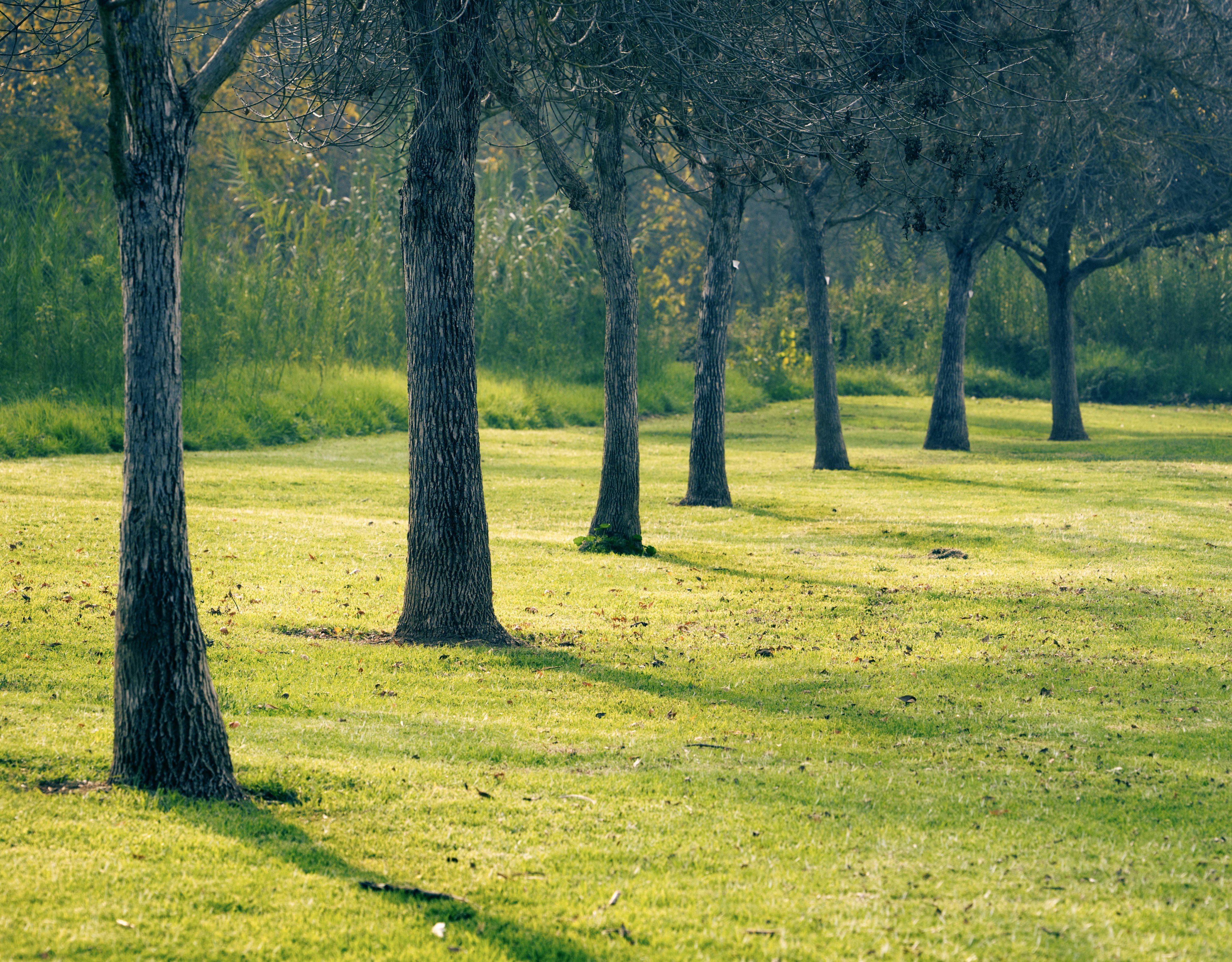 Row of bare trees casting long shadows
