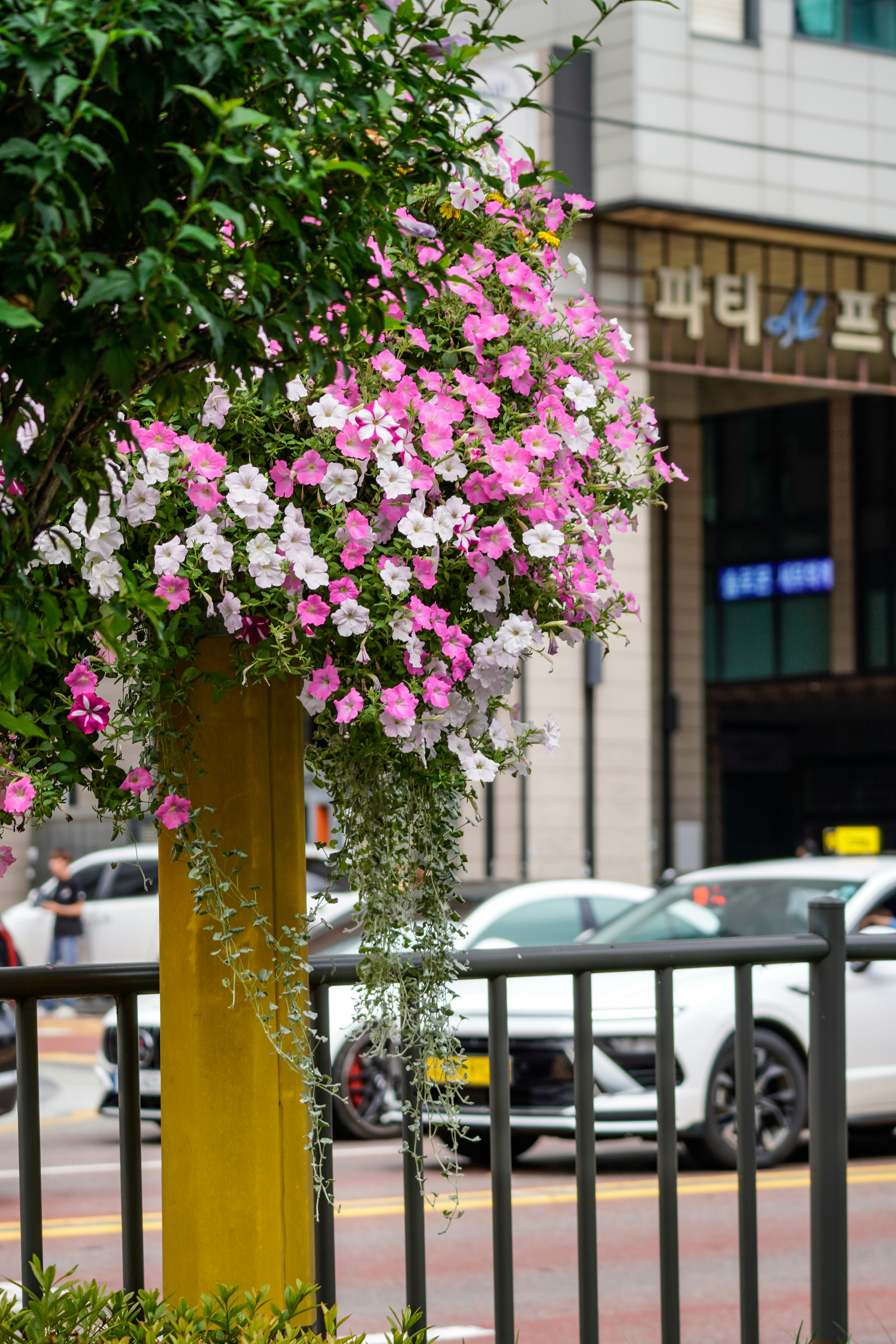 Pink and white petunia flowers in a hanging planter on a city street
