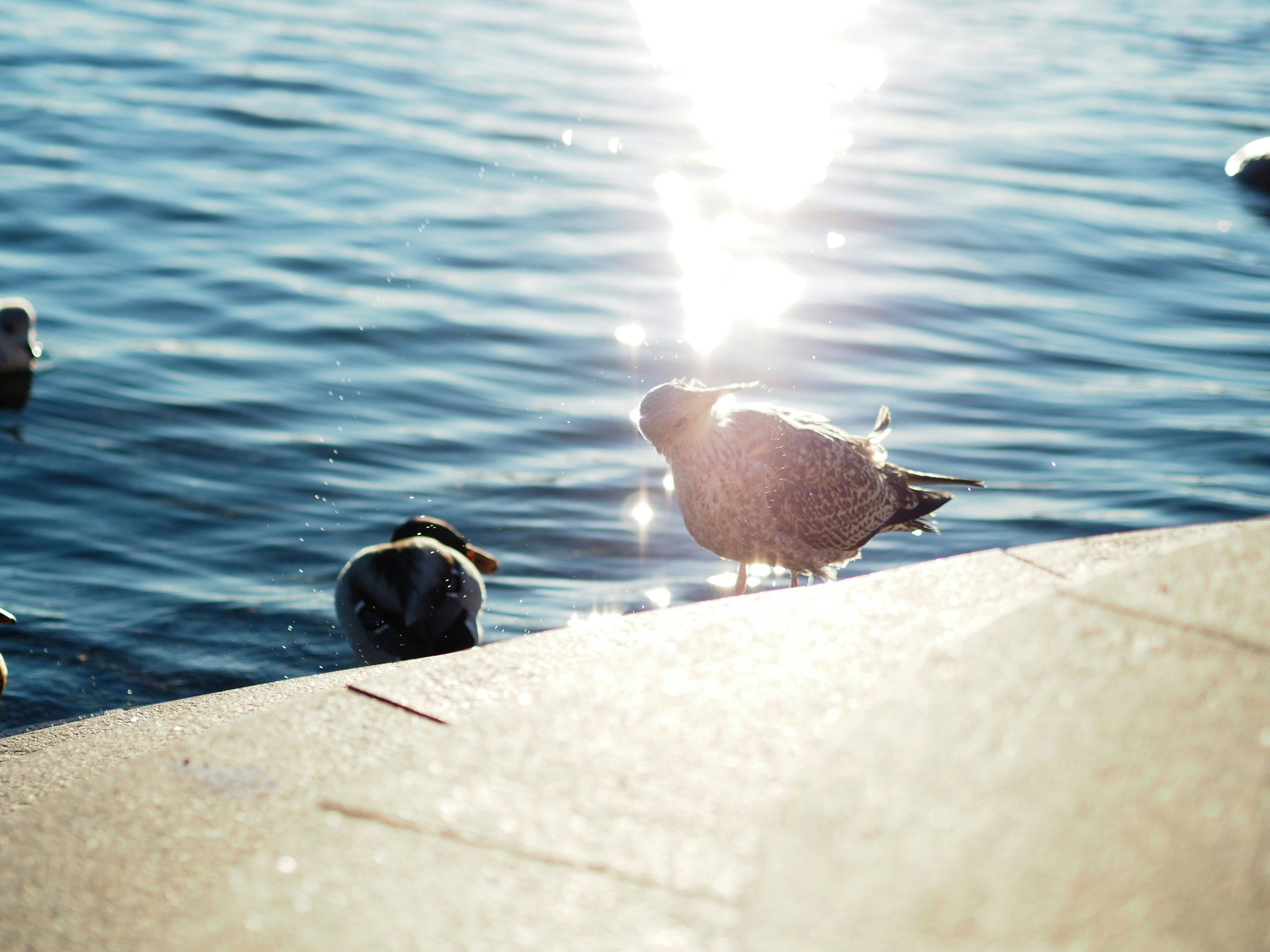 Seagull shaking off some water in front of glimmering water
