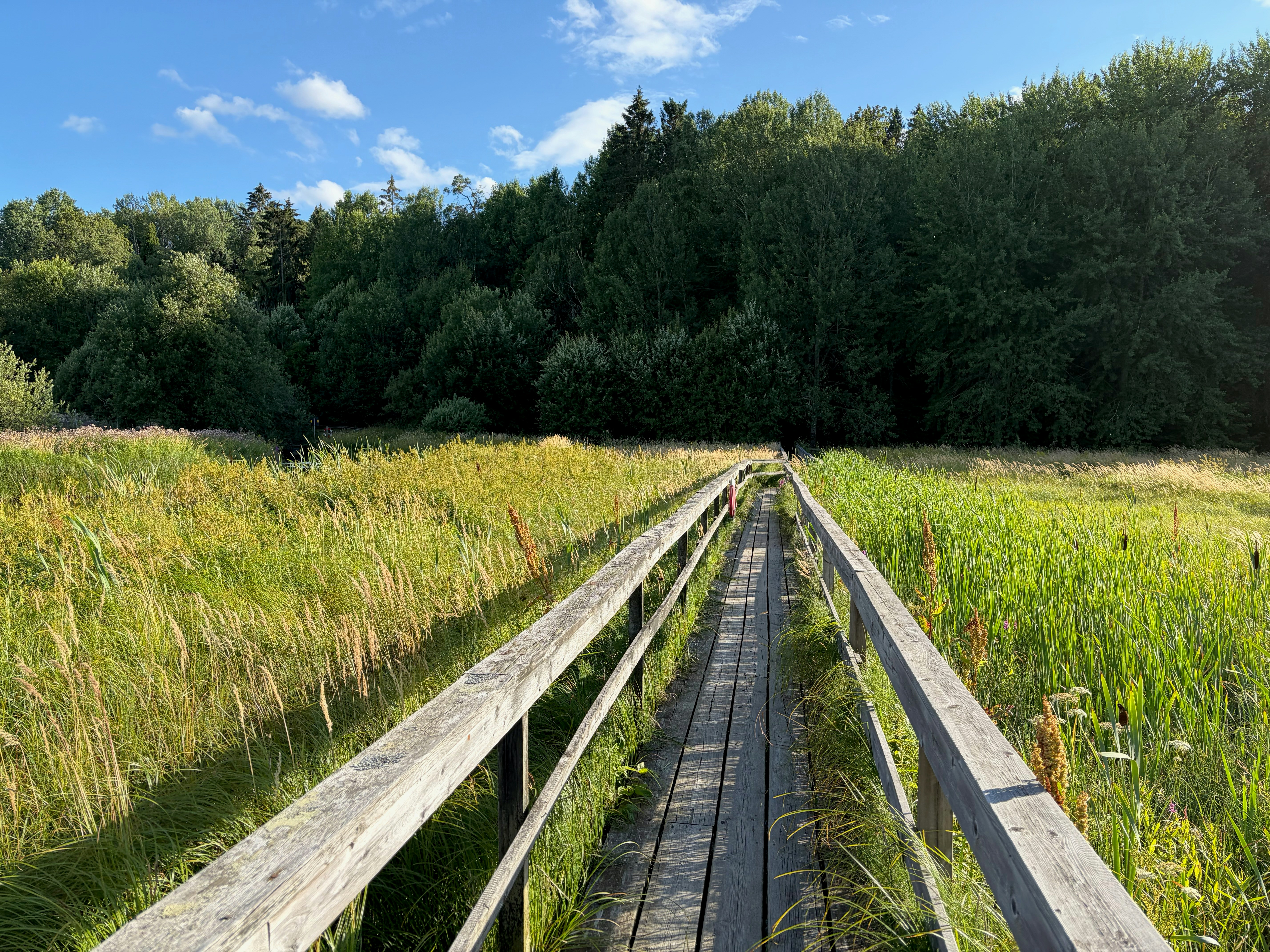 Wooden boardwalk through a grassy wetland