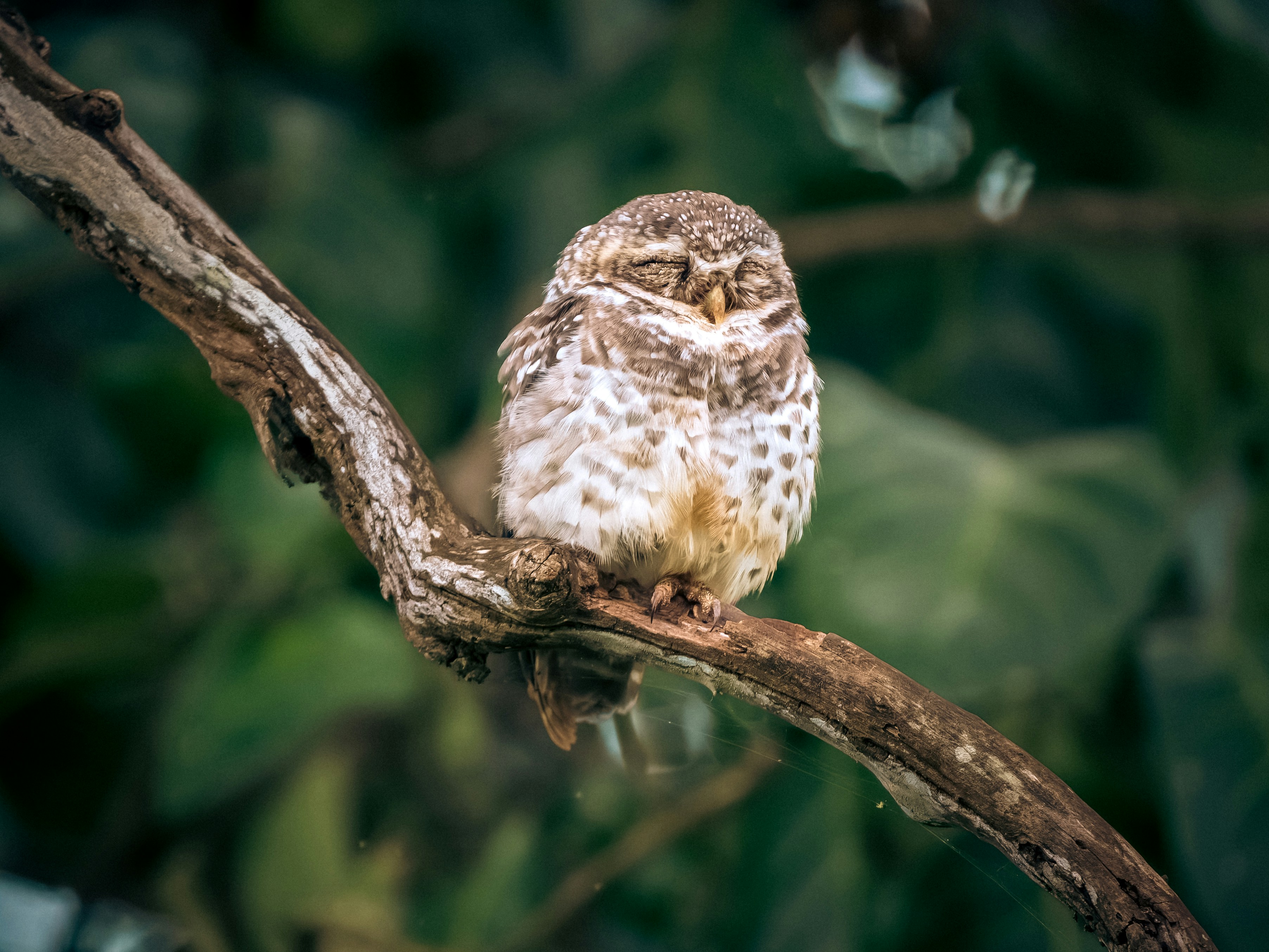 Spotted owlet - Nagarole, India - 相关推荐