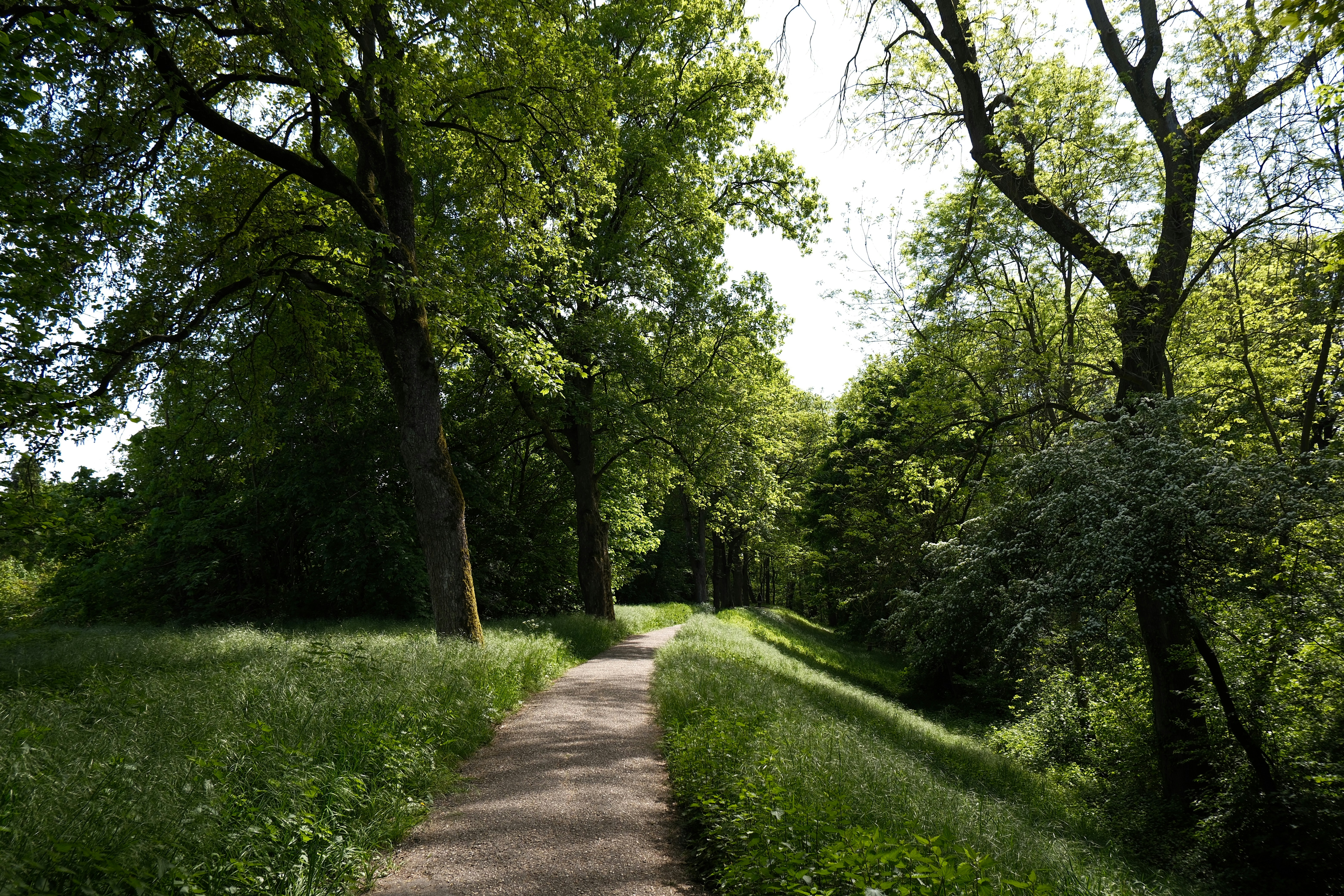 Dirt path winding through lush green woodland