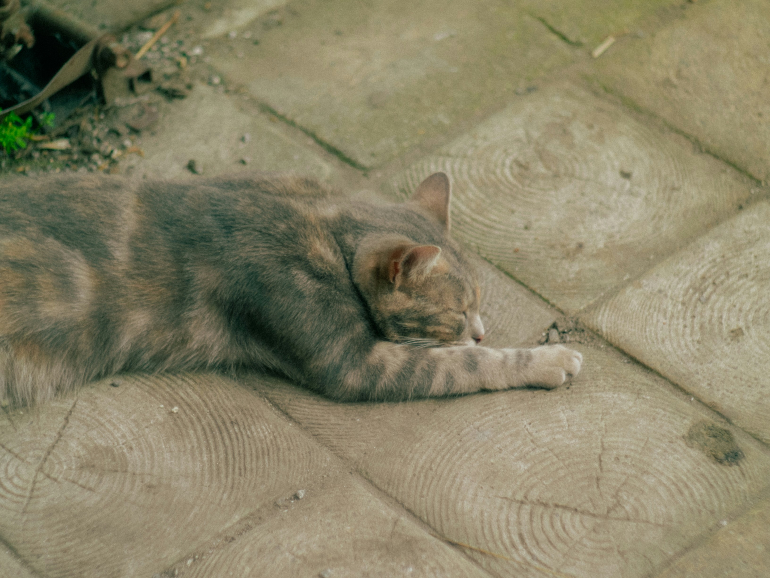A grey and brown tabby cat sleeping on square concrete patio tiles