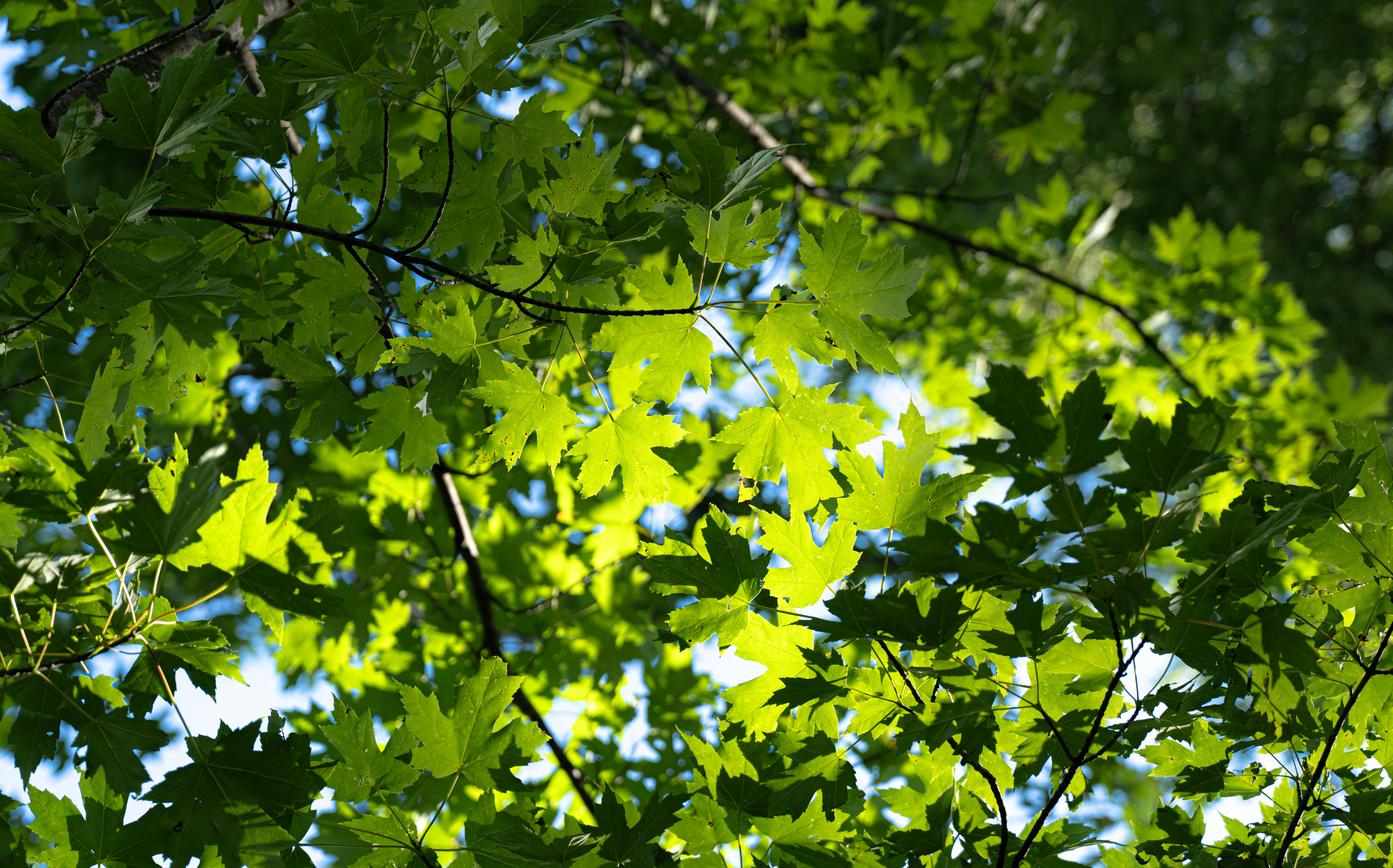 Bright green maple leaves backlit by sunlight against a blue sky