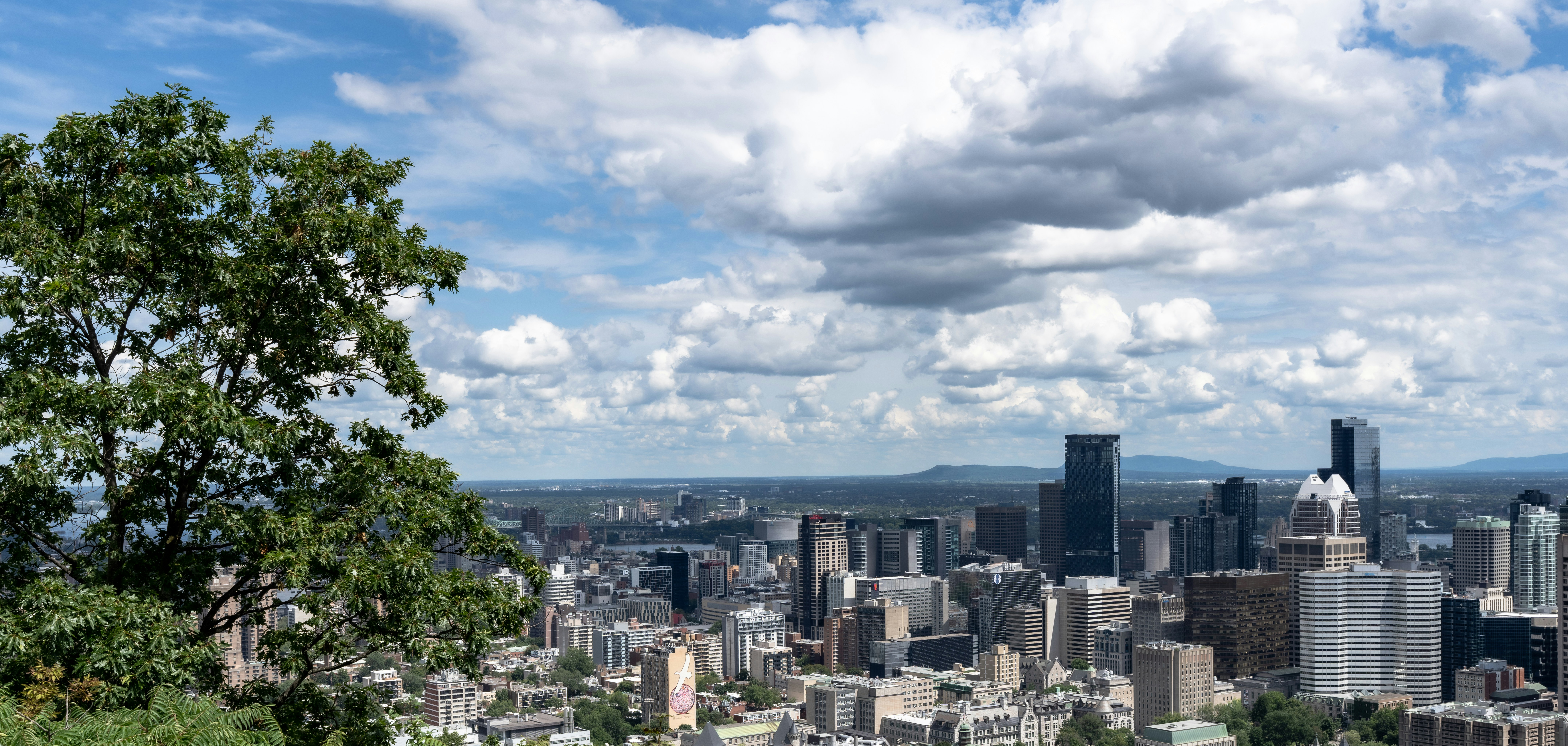 A green tree in the foreground overlooking the Montreal skyline under a cloudy sky