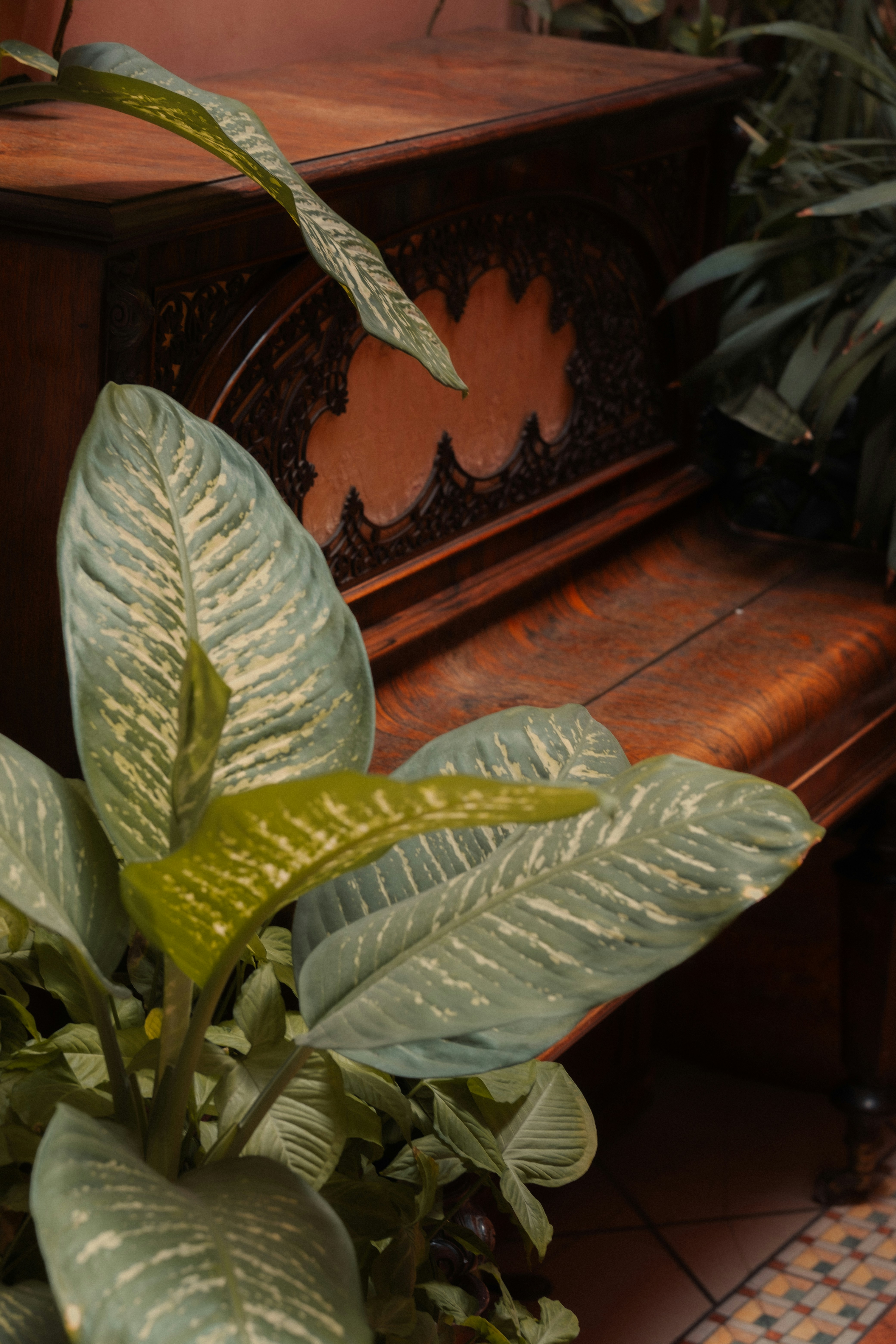 Eine Dieffenbachia-Pflanze mit bunten Blättern vor einem antiken Holzklavier