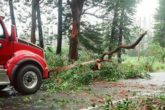 A red tow truck pulling a fallen tree branch from a road