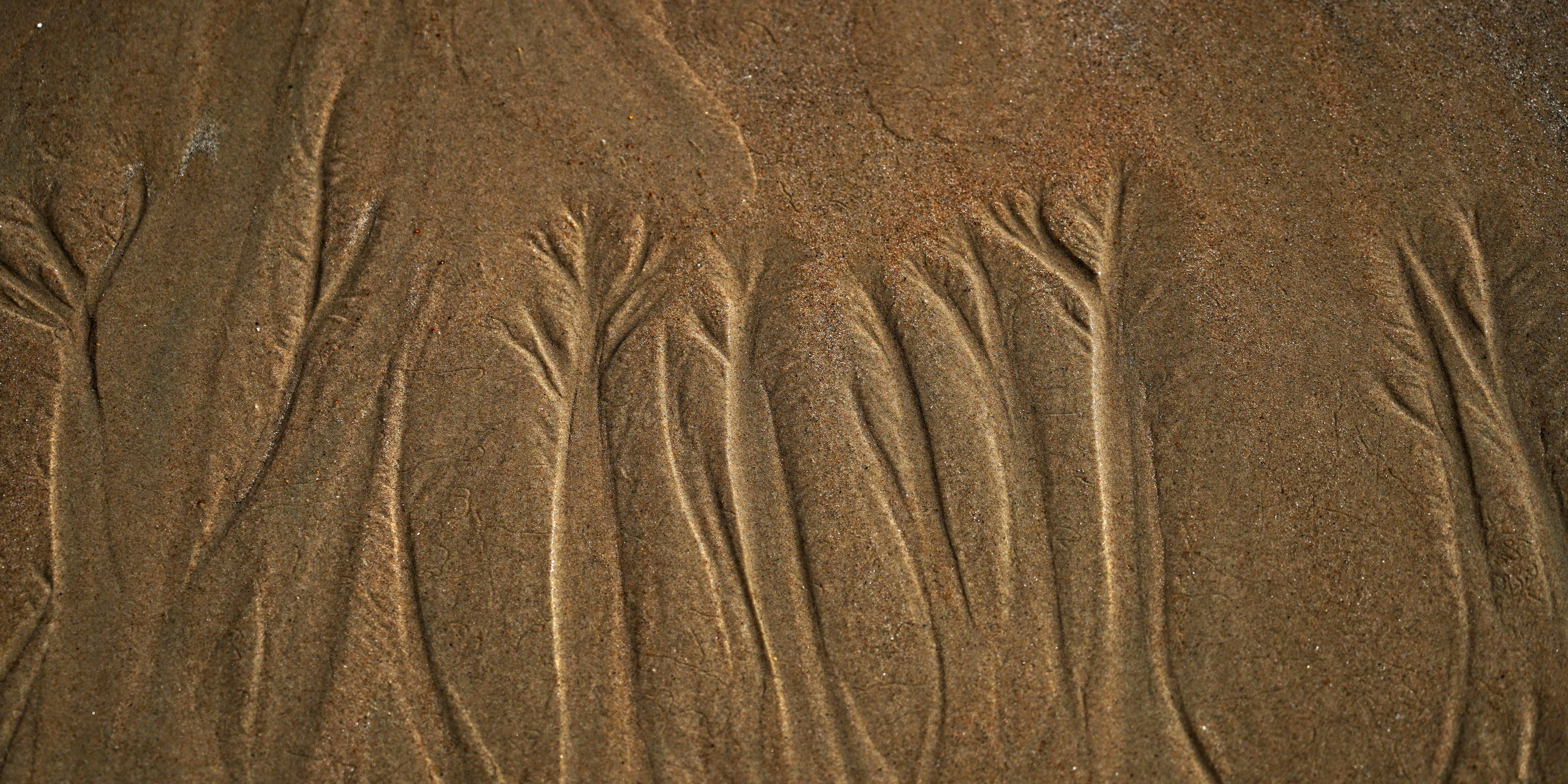 Branching patterns carved into wet brown sand by receding water