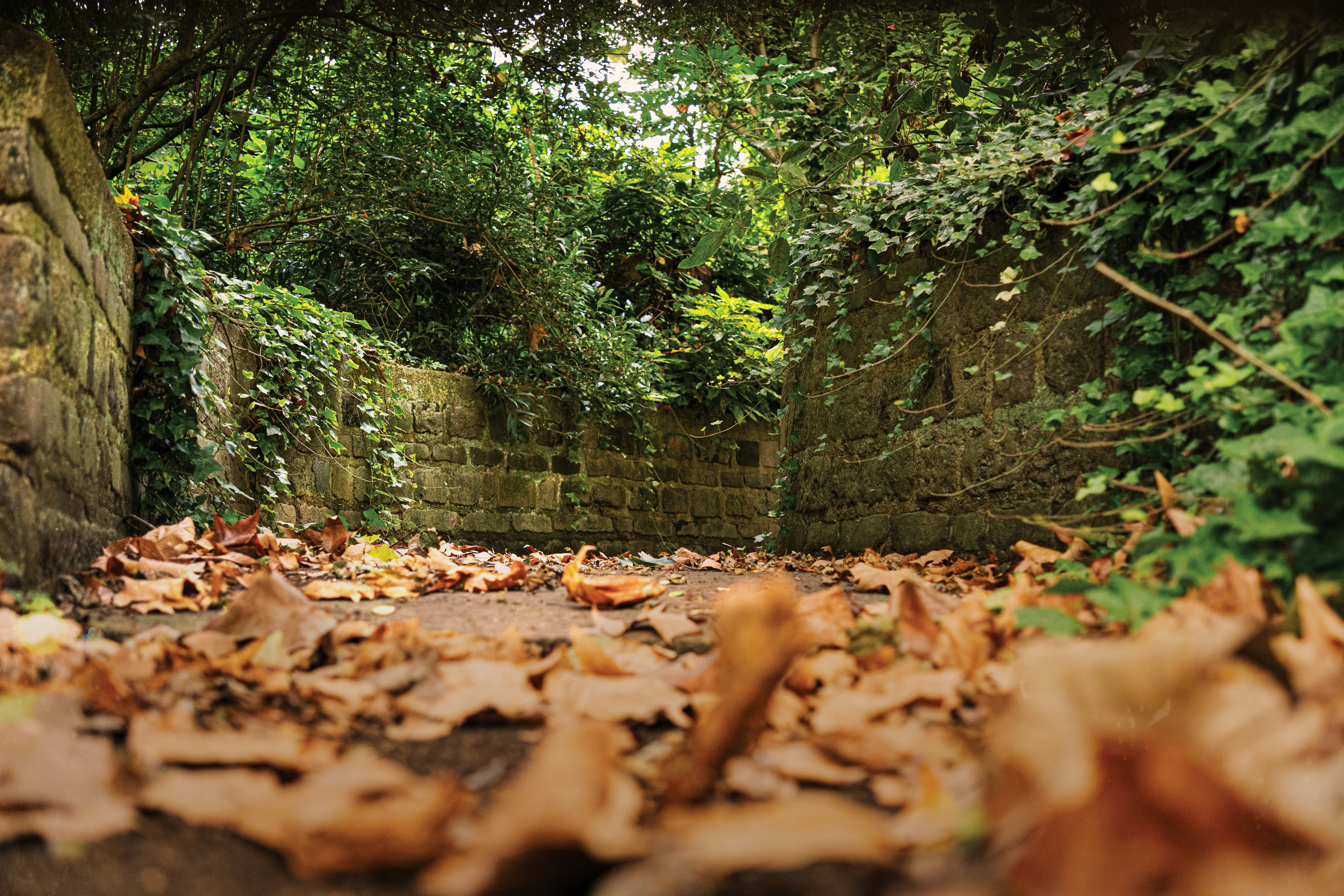 A narrow stone path covered in fallen autumn leaves between ivy covered walls