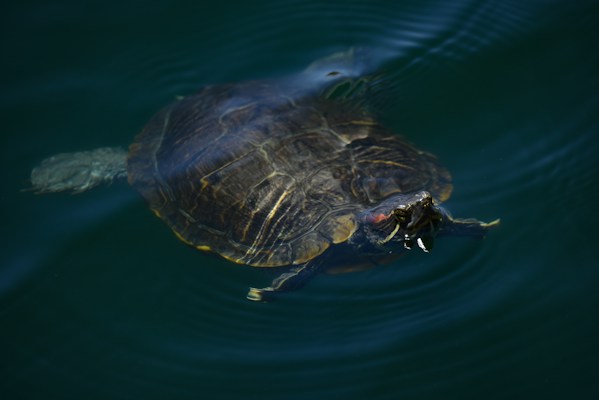 Red-Eared Sliders