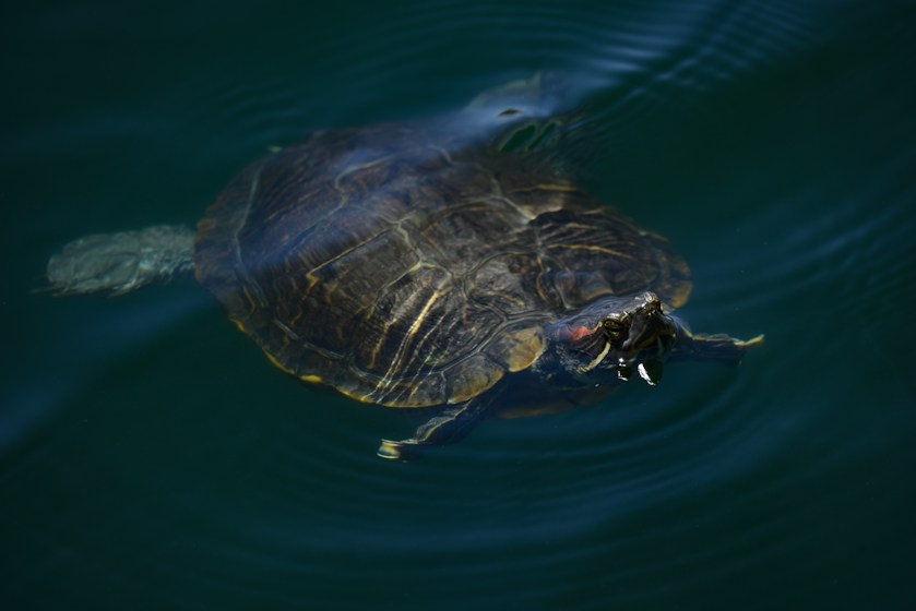 Red-Eared Sliders
