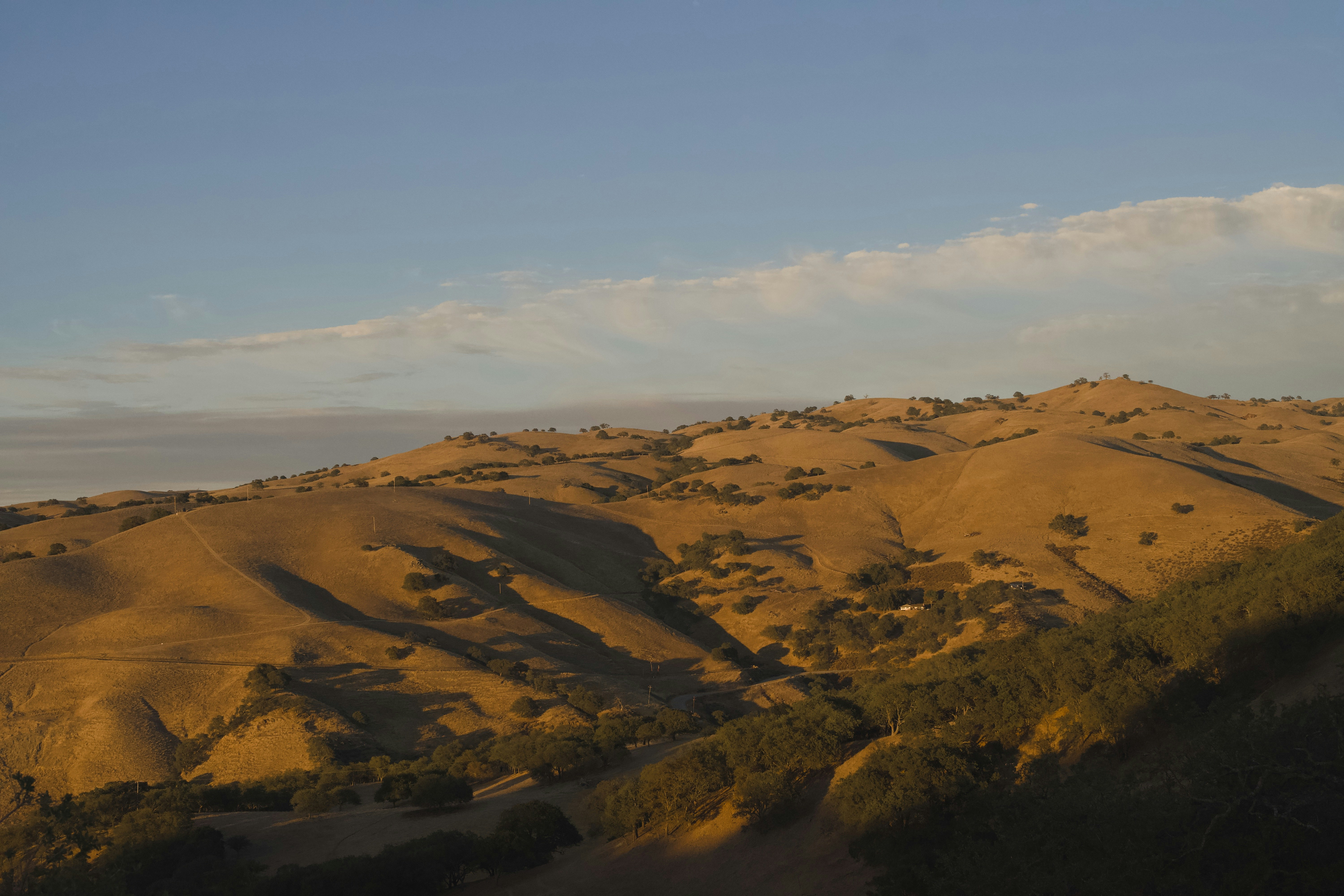 Golden rolling hills with scattered trees under a clear blue sky