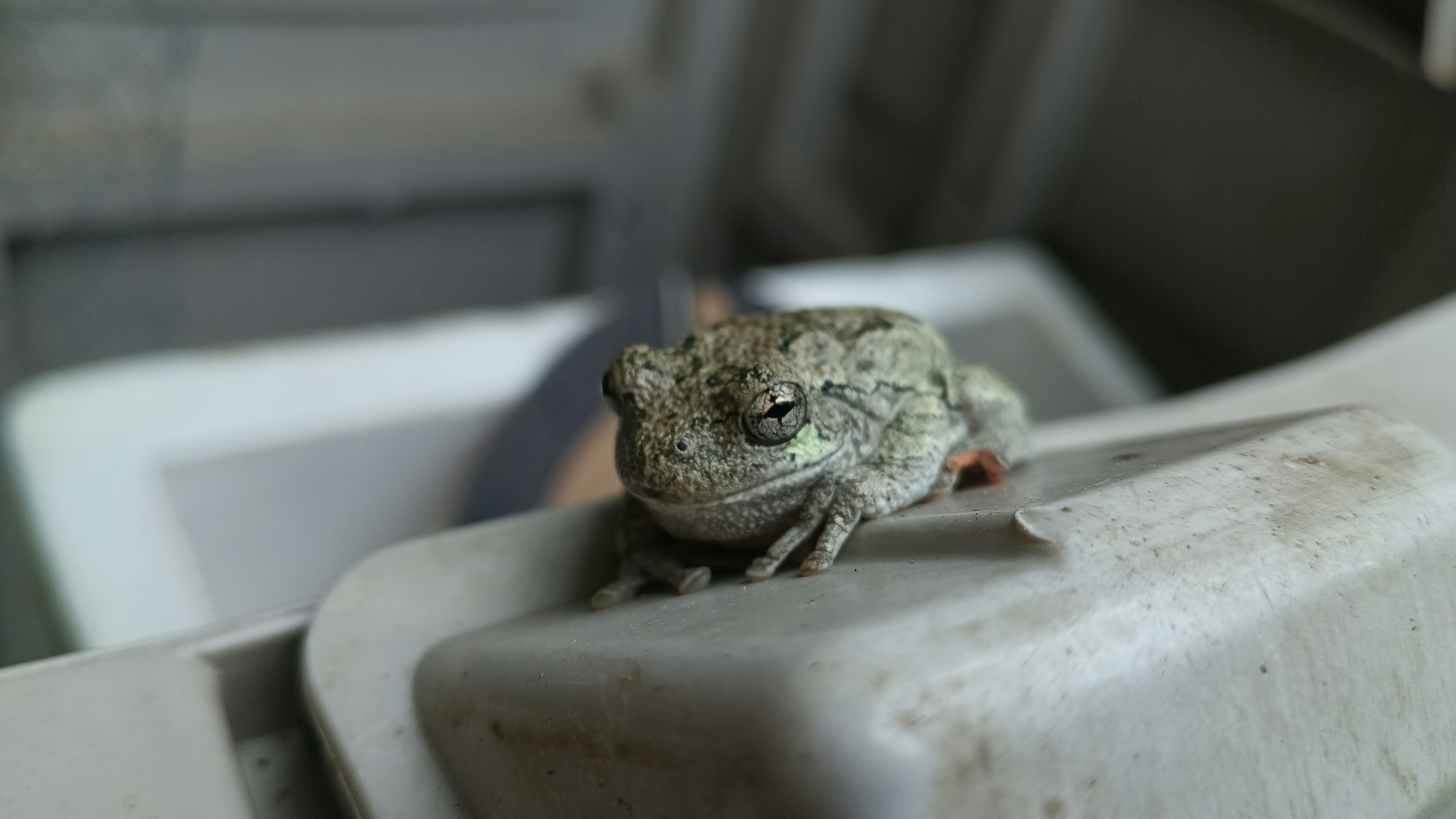 A grey tree frog with textured skin on a smooth plastic surface
