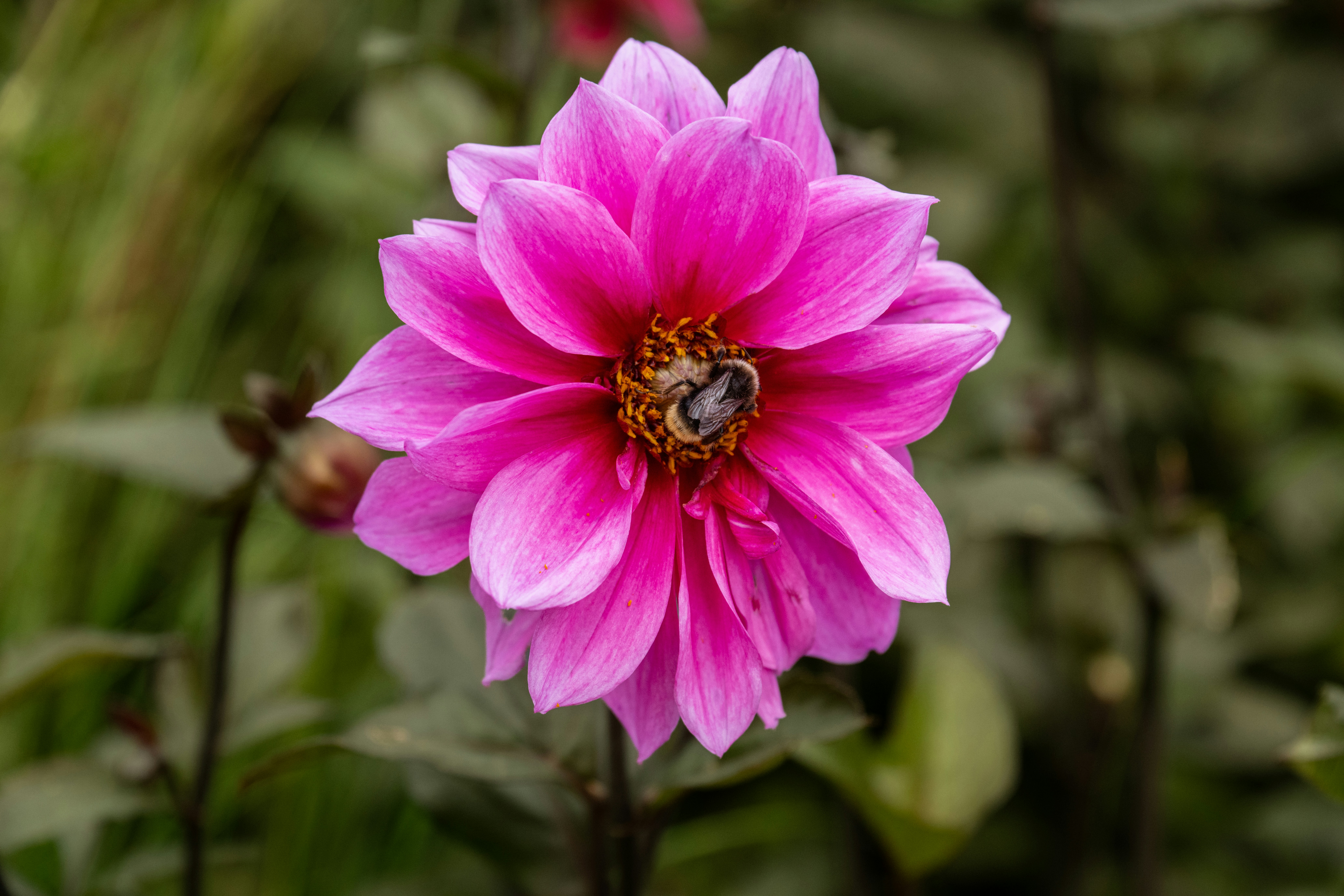 A fuzzy bumblebee collecting pollen from a vibrant pink dahlia flower