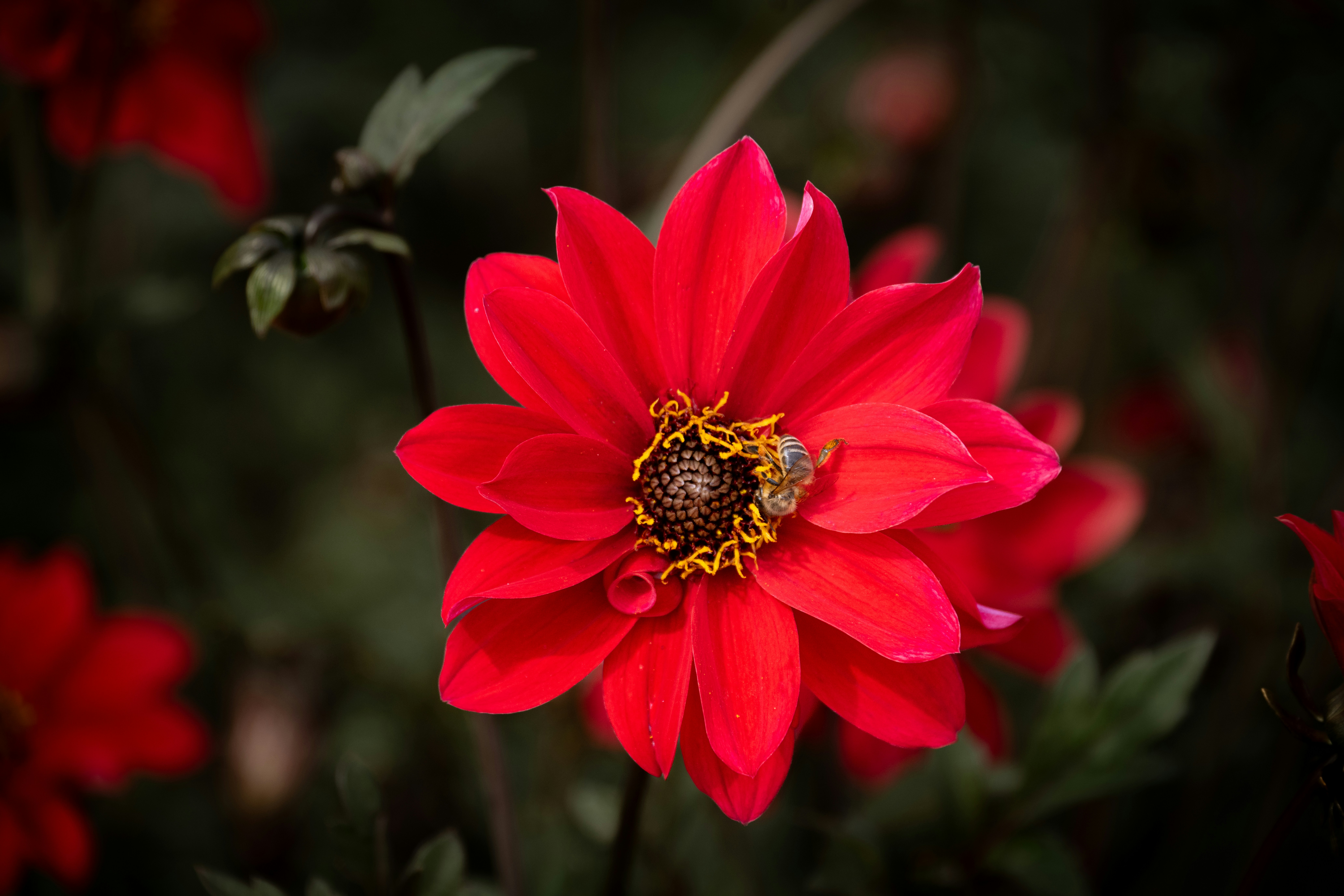 A honeybee on a vibrant red dahlia flower with a dark blurred background
