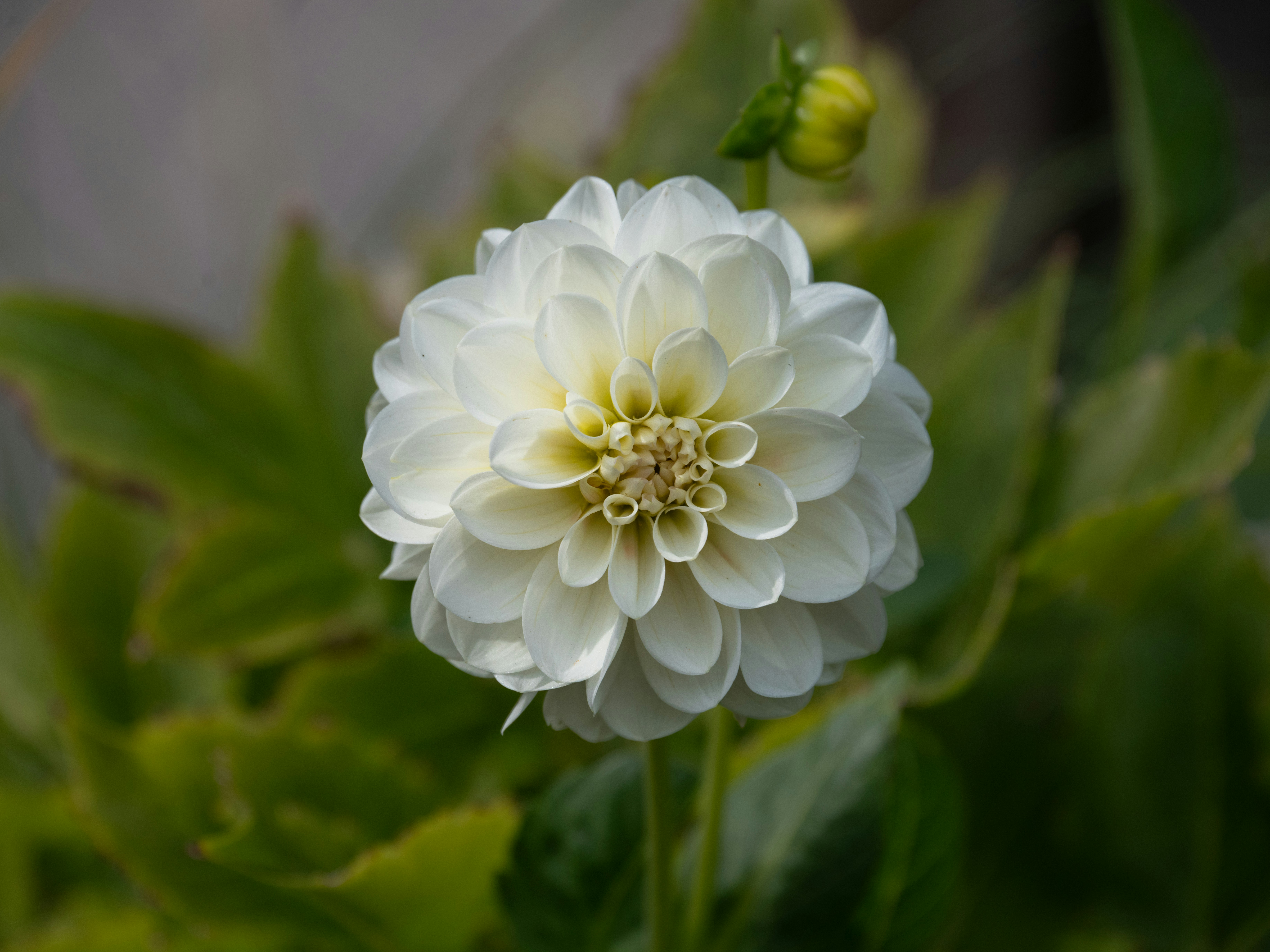 Blumenladen Duisburg