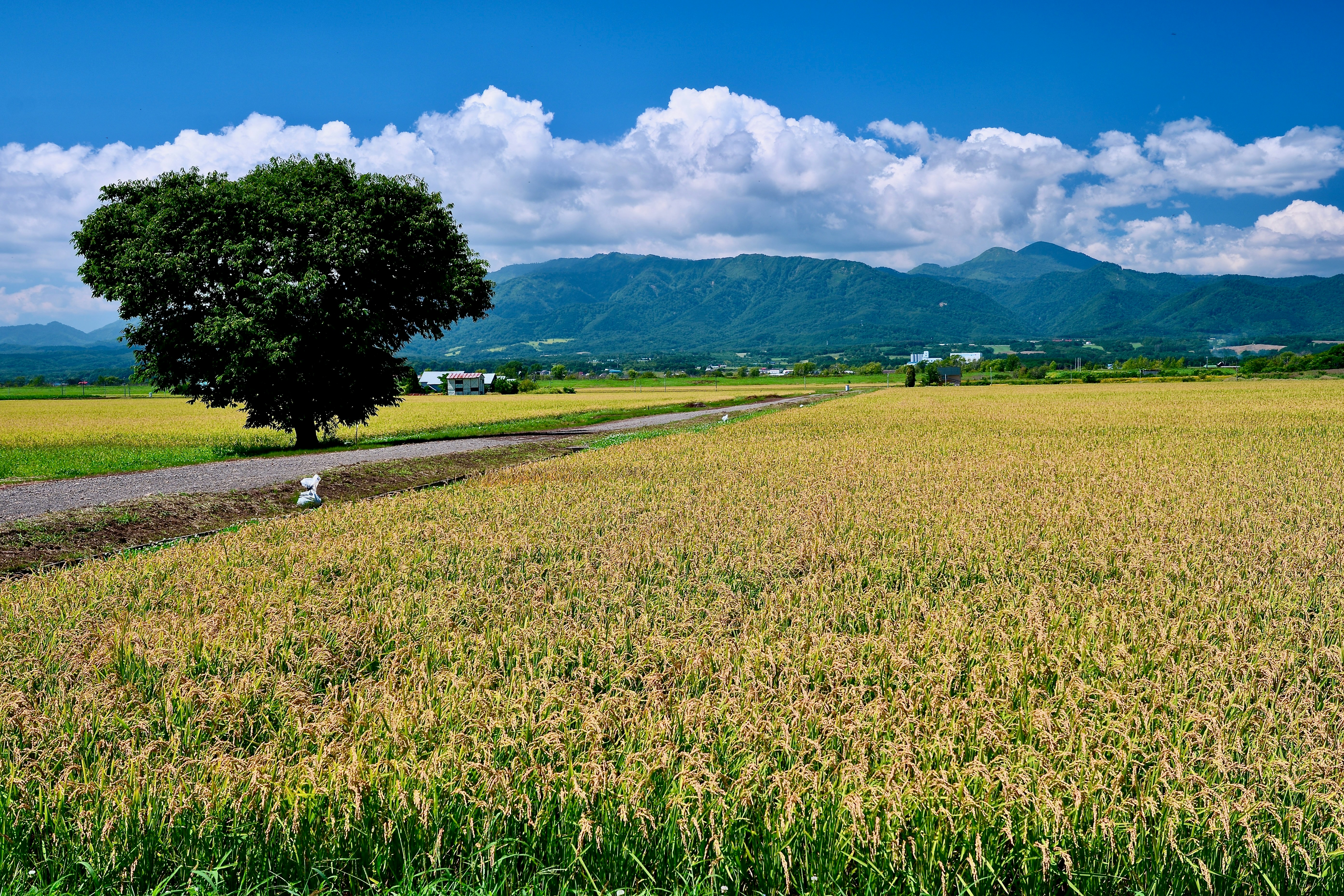 A lone tree beside a dirt path in a golden rice field under mountains