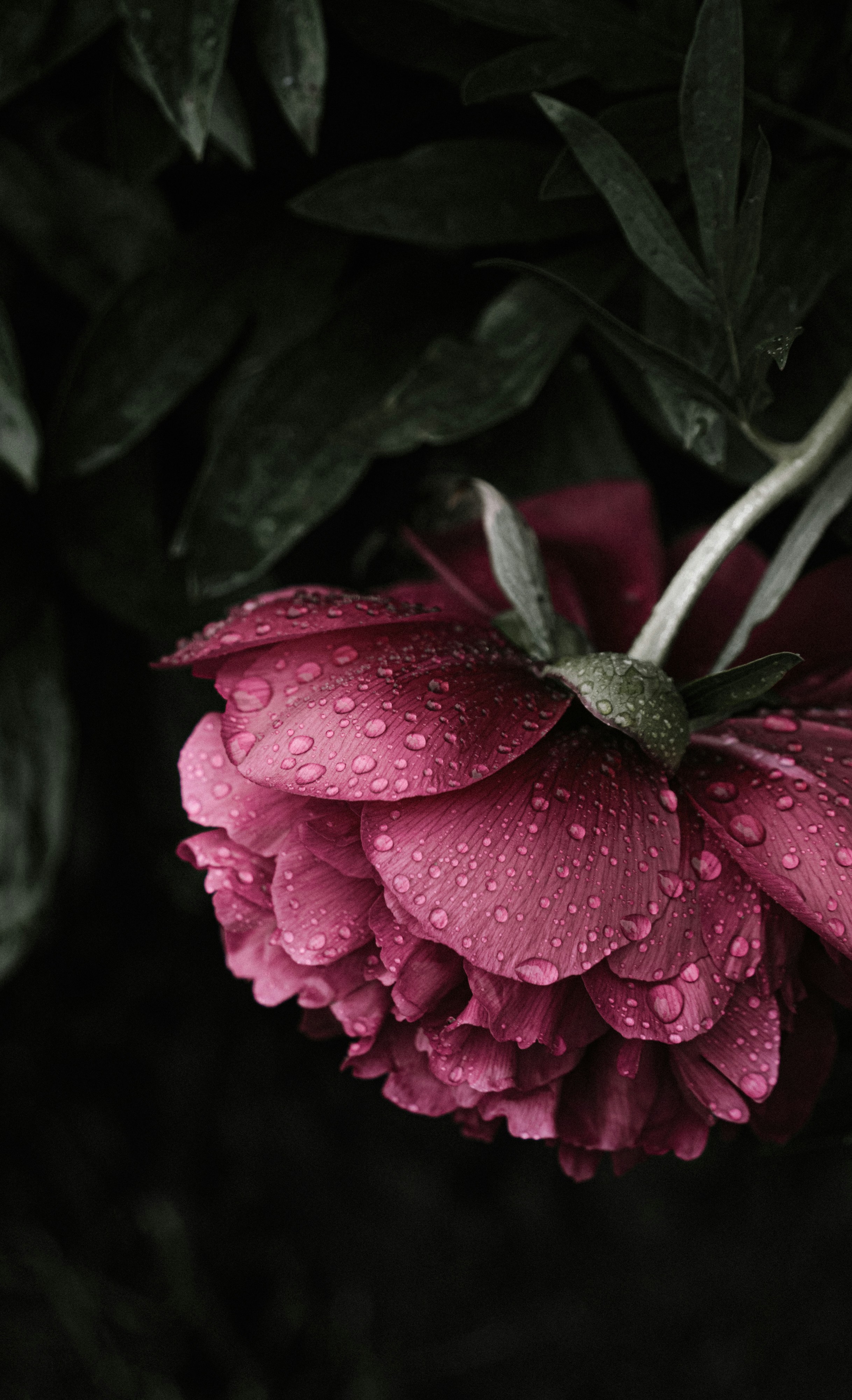 A dark pink peony flower with water droplets on its petals