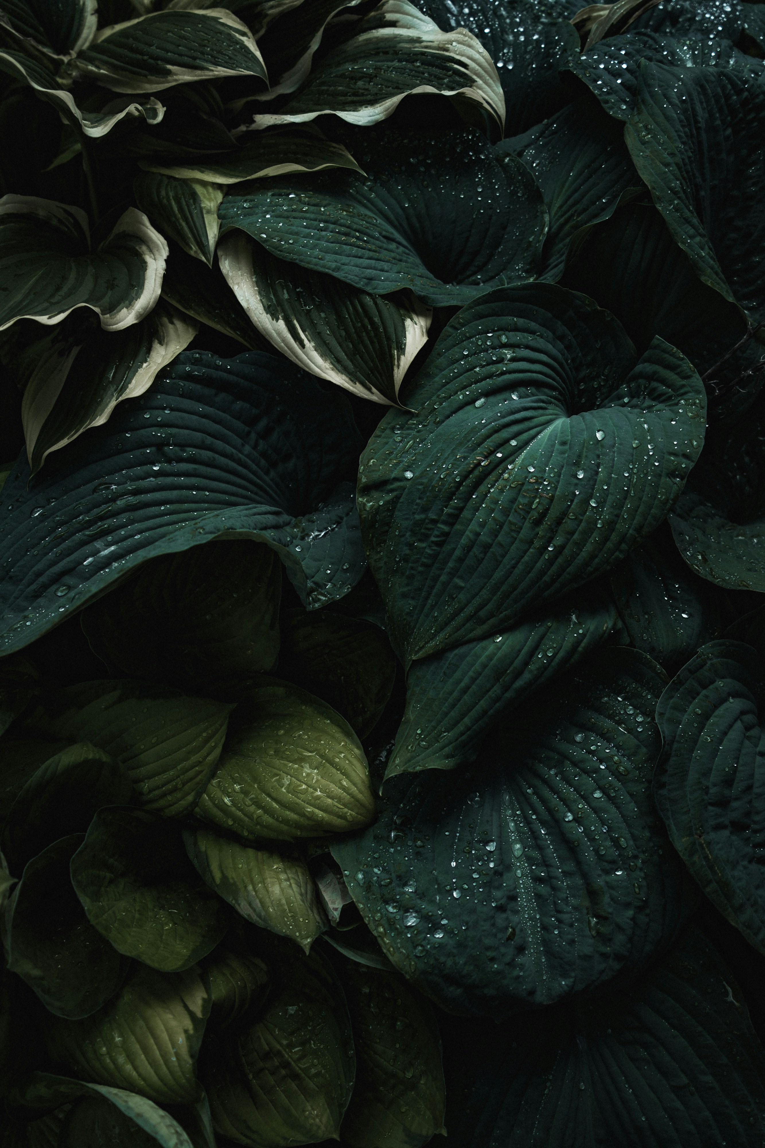 Dark green hosta leaves with water droplets in a dense garden cluster