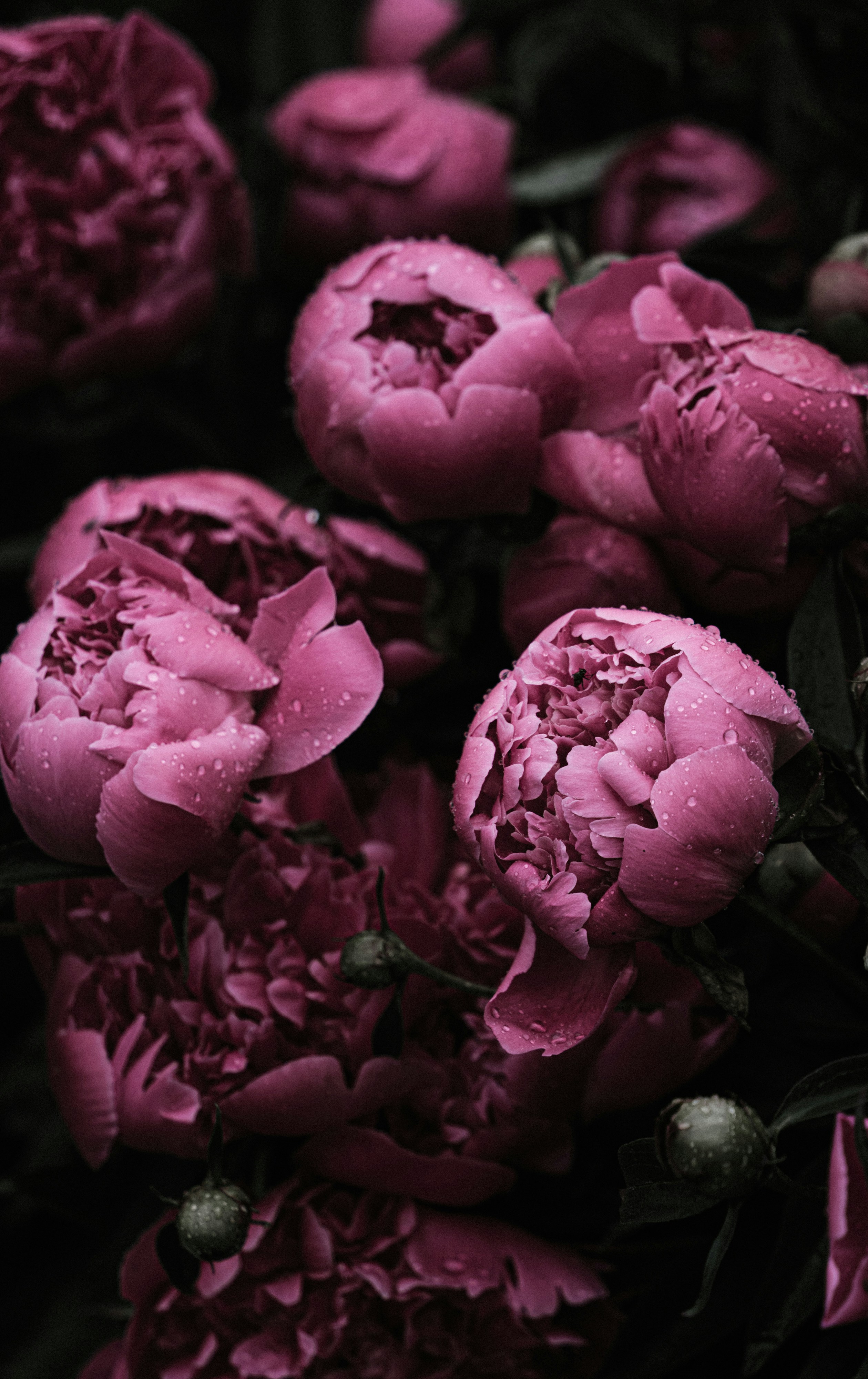Dark pink peony flowers with water droplets on their petals