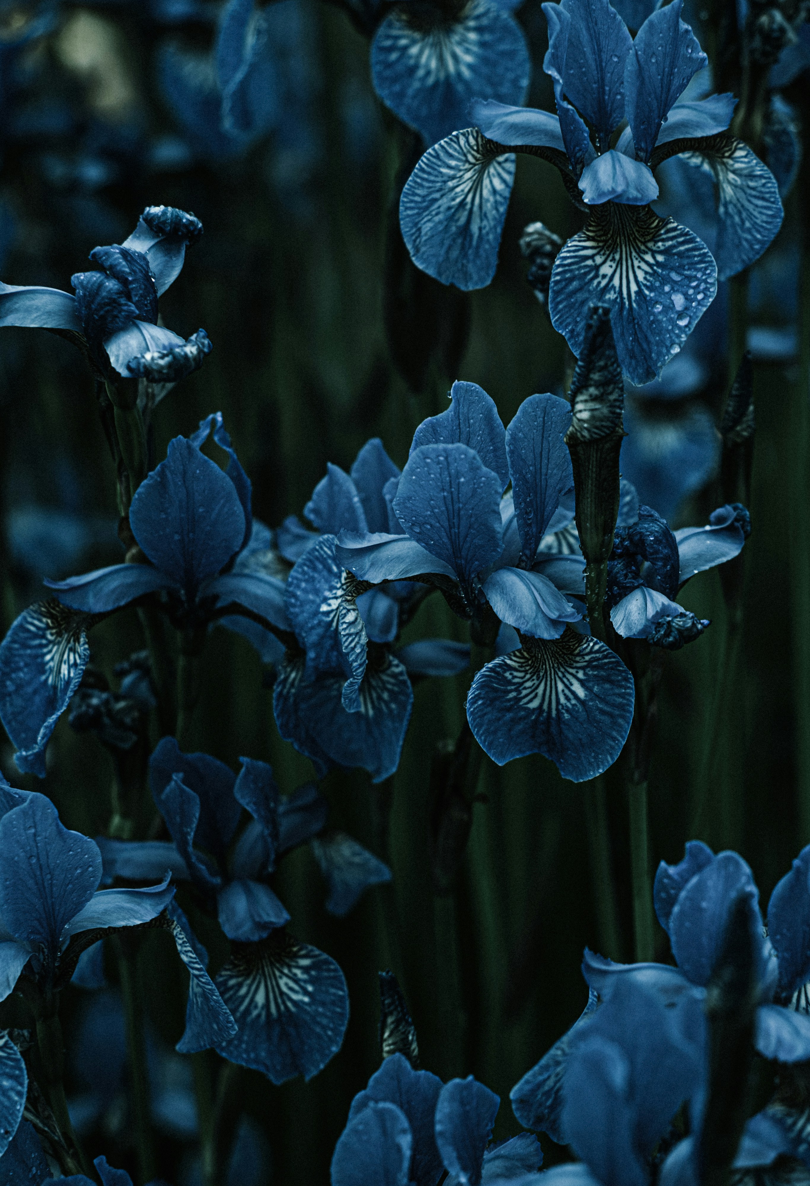 Deep blue iris flowers with water droplets on petals in a dark garden
